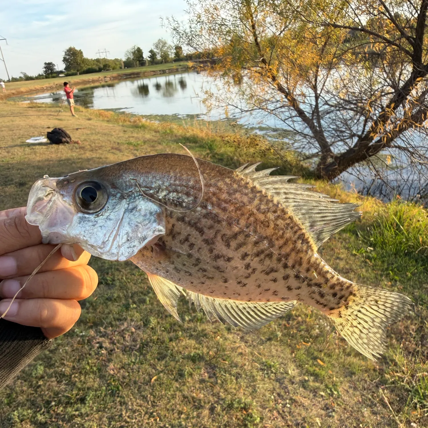 White crappie caught on Fishbrain
