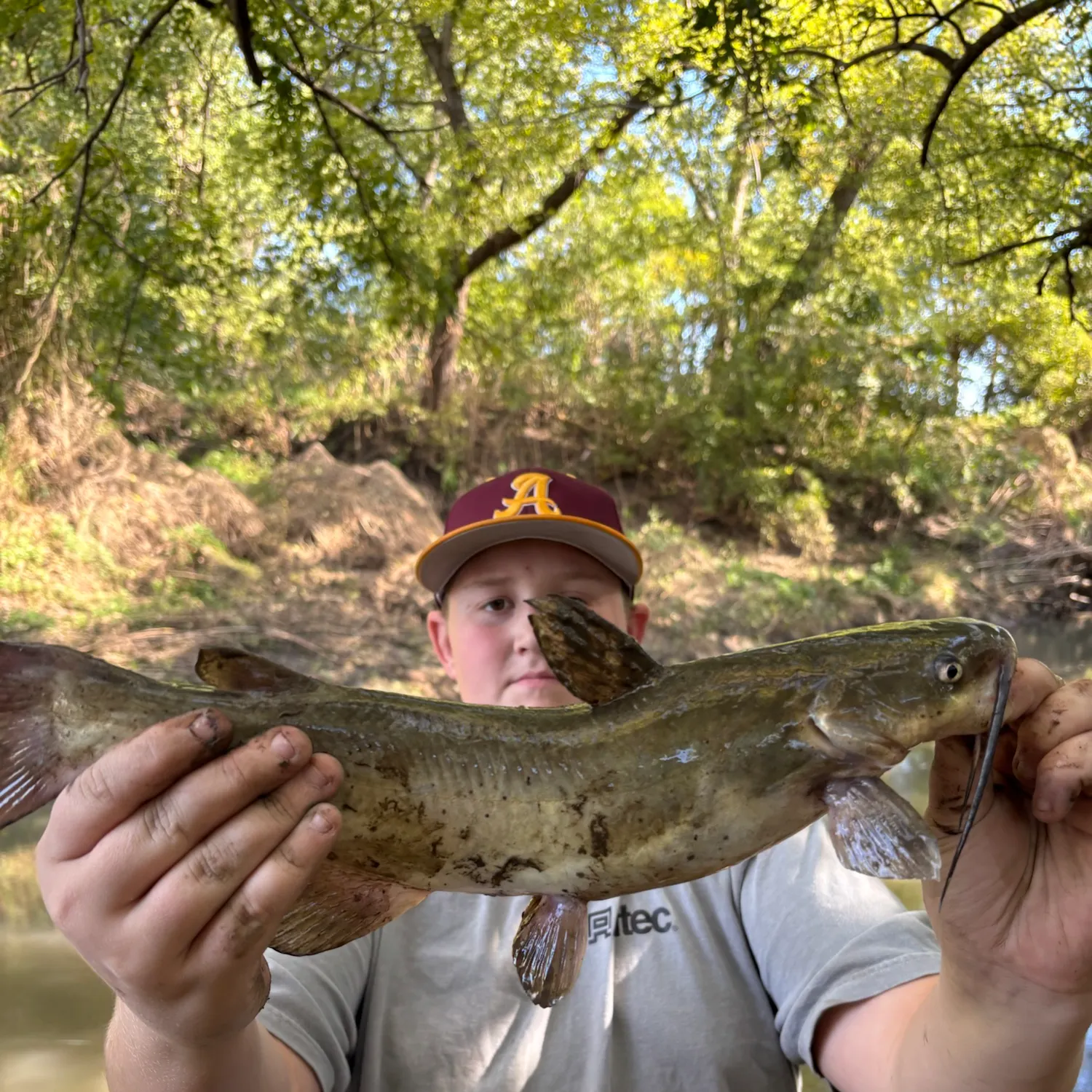 Channel catfish caught on Fishbrain