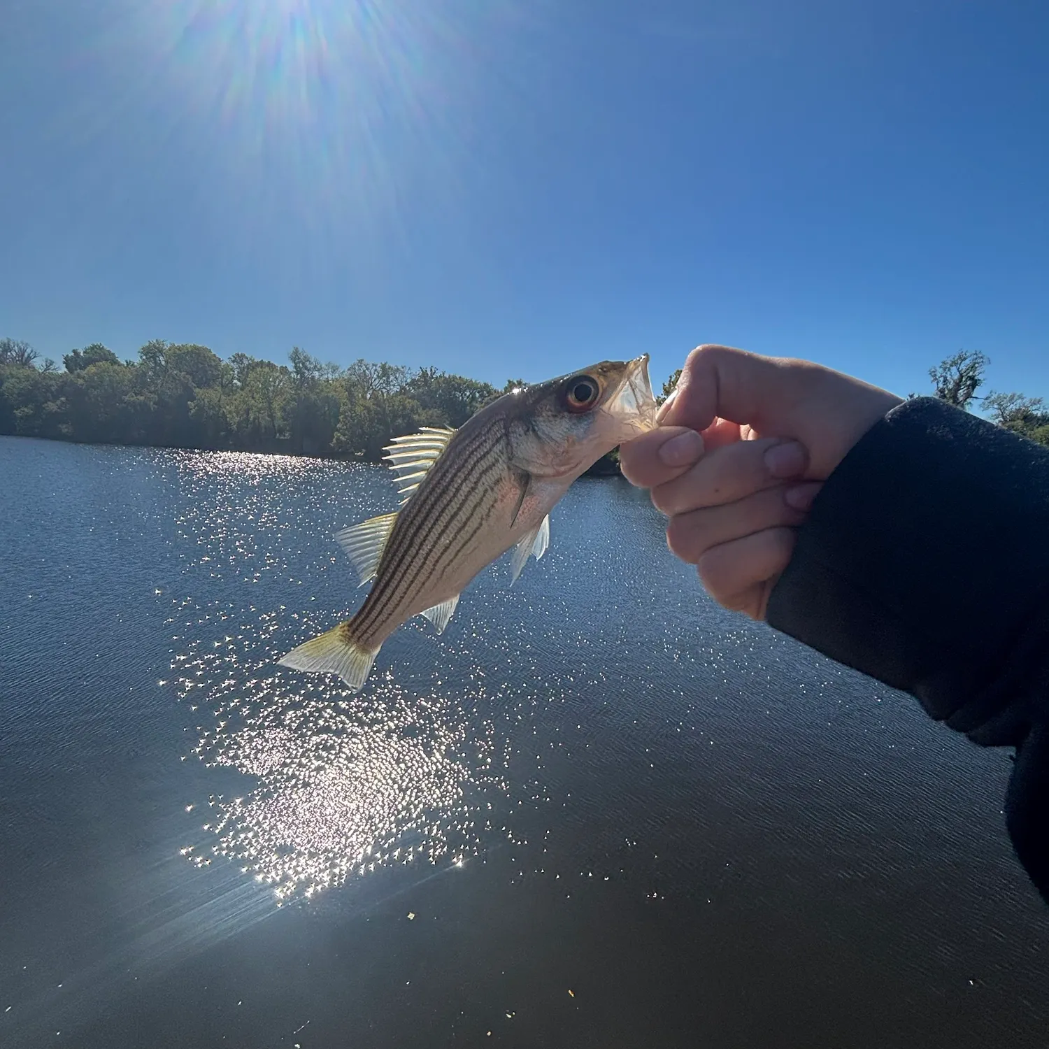 Striped bass caught on Fishbrain