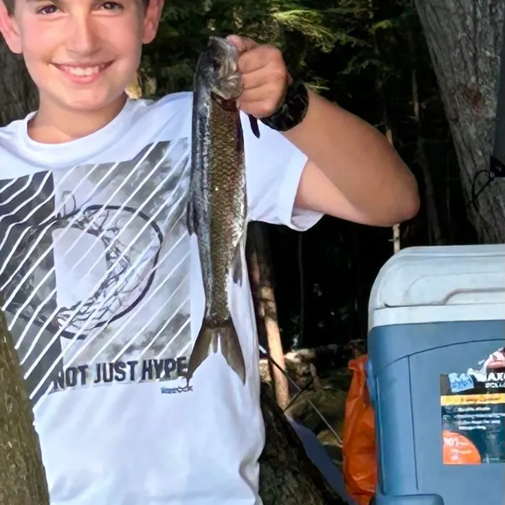 The most recent Fallfish catches on Fishbrain