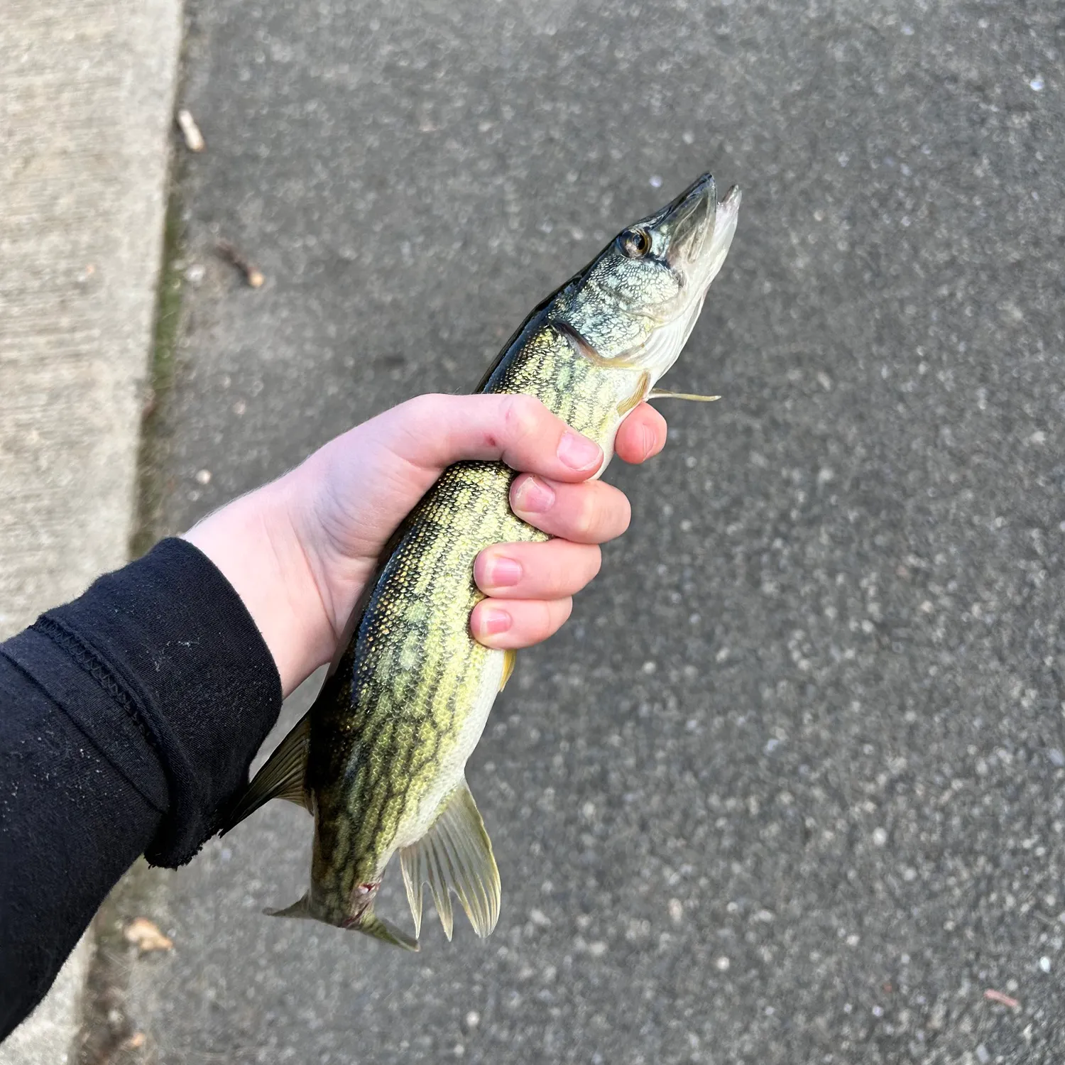Chain pickerel caught on Fishbrain