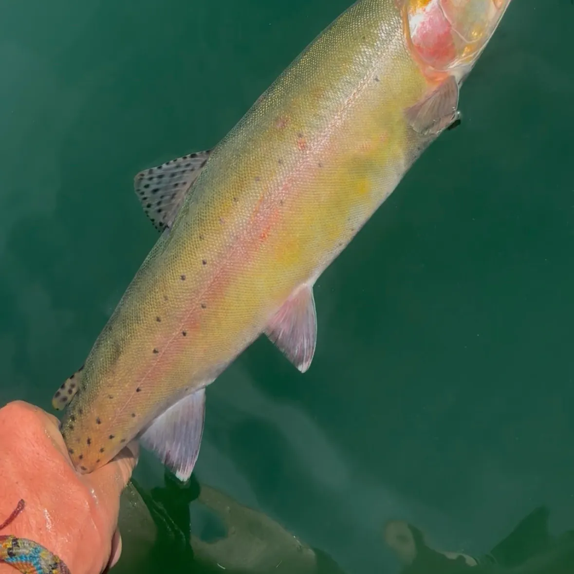 The most recent Cutthroat trout catches on Fishbrain