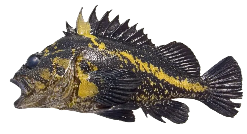 China rockfish