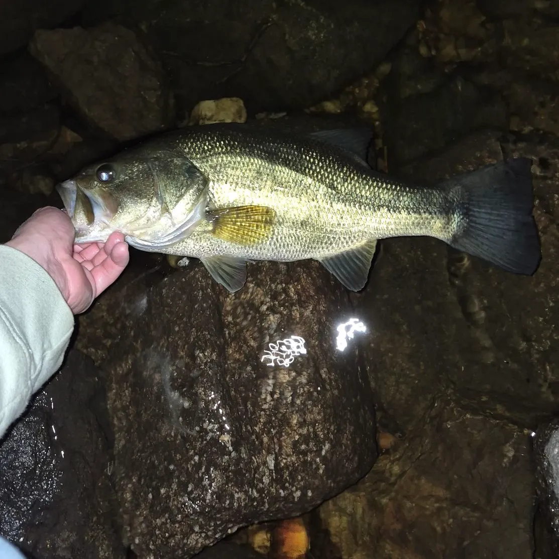 Largemouth bass caught on Fishbrain