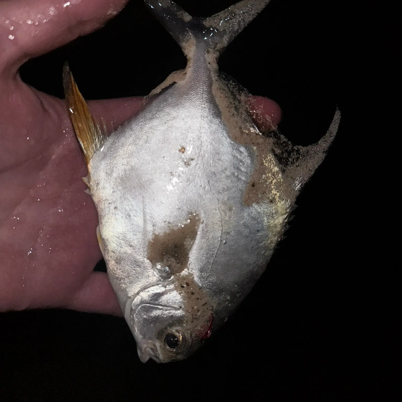The most recent Palometa catches on Fishbrain