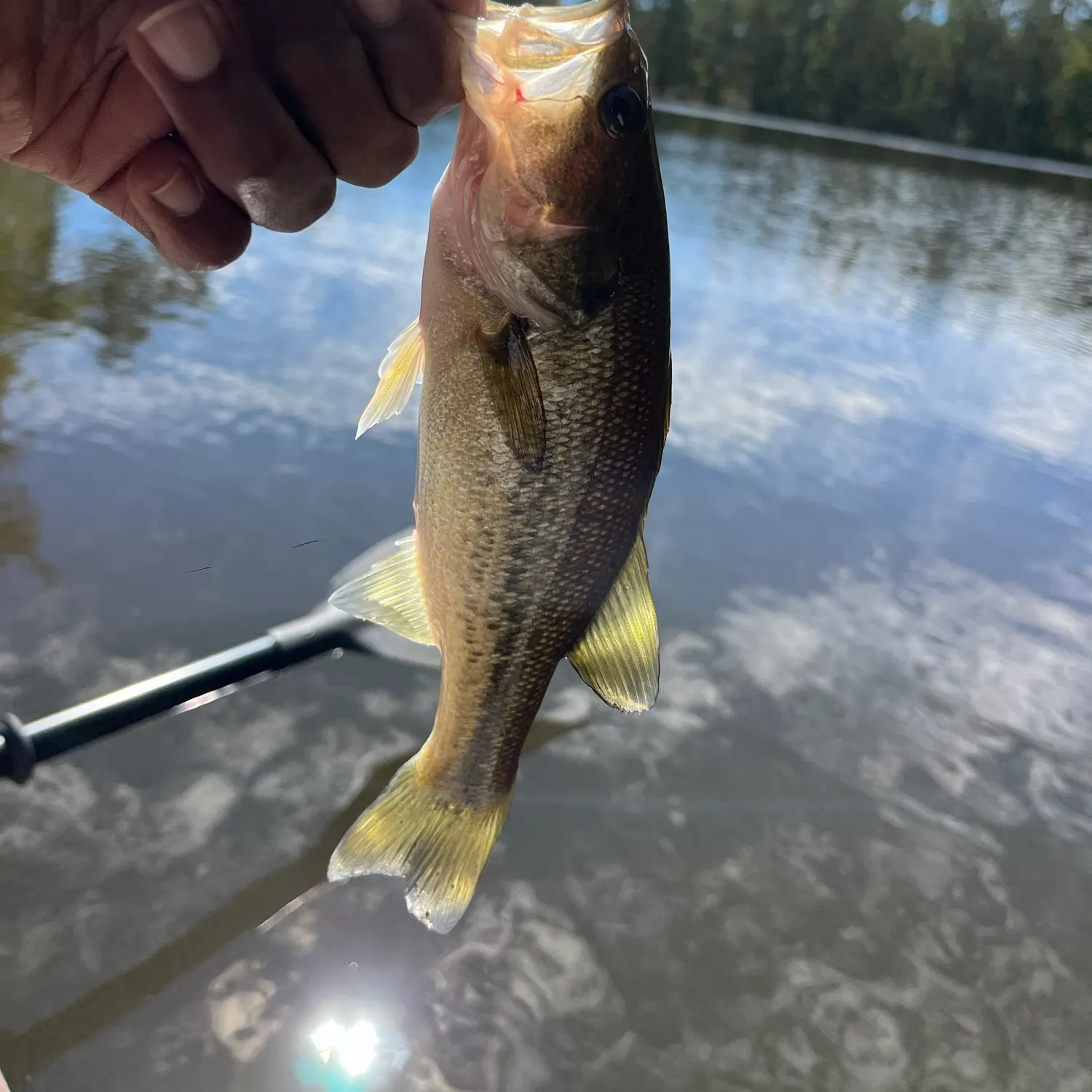 Spotted bass caught on Fishbrain