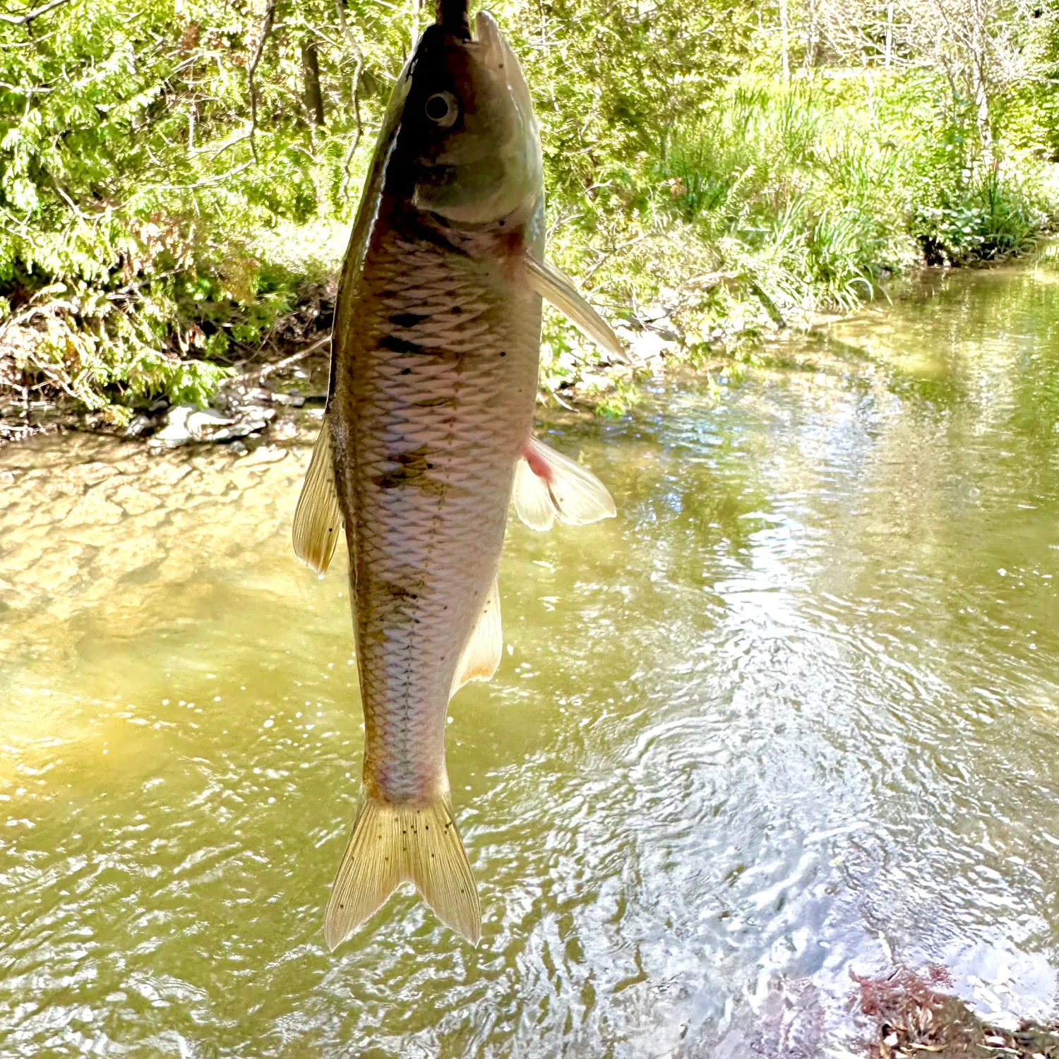 Common shiner caught on Fishbrain