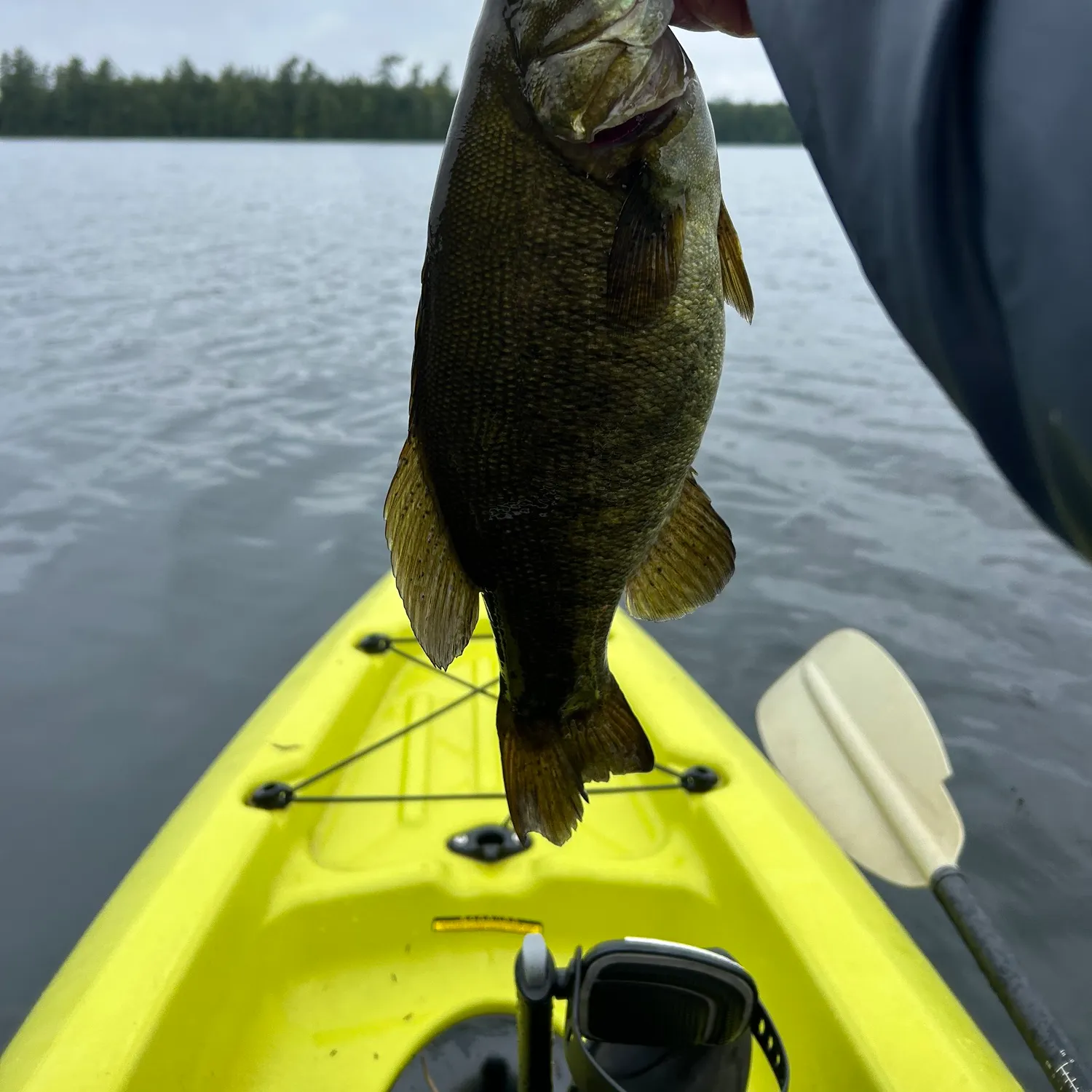 Smallmouth bass caught on Fishbrain