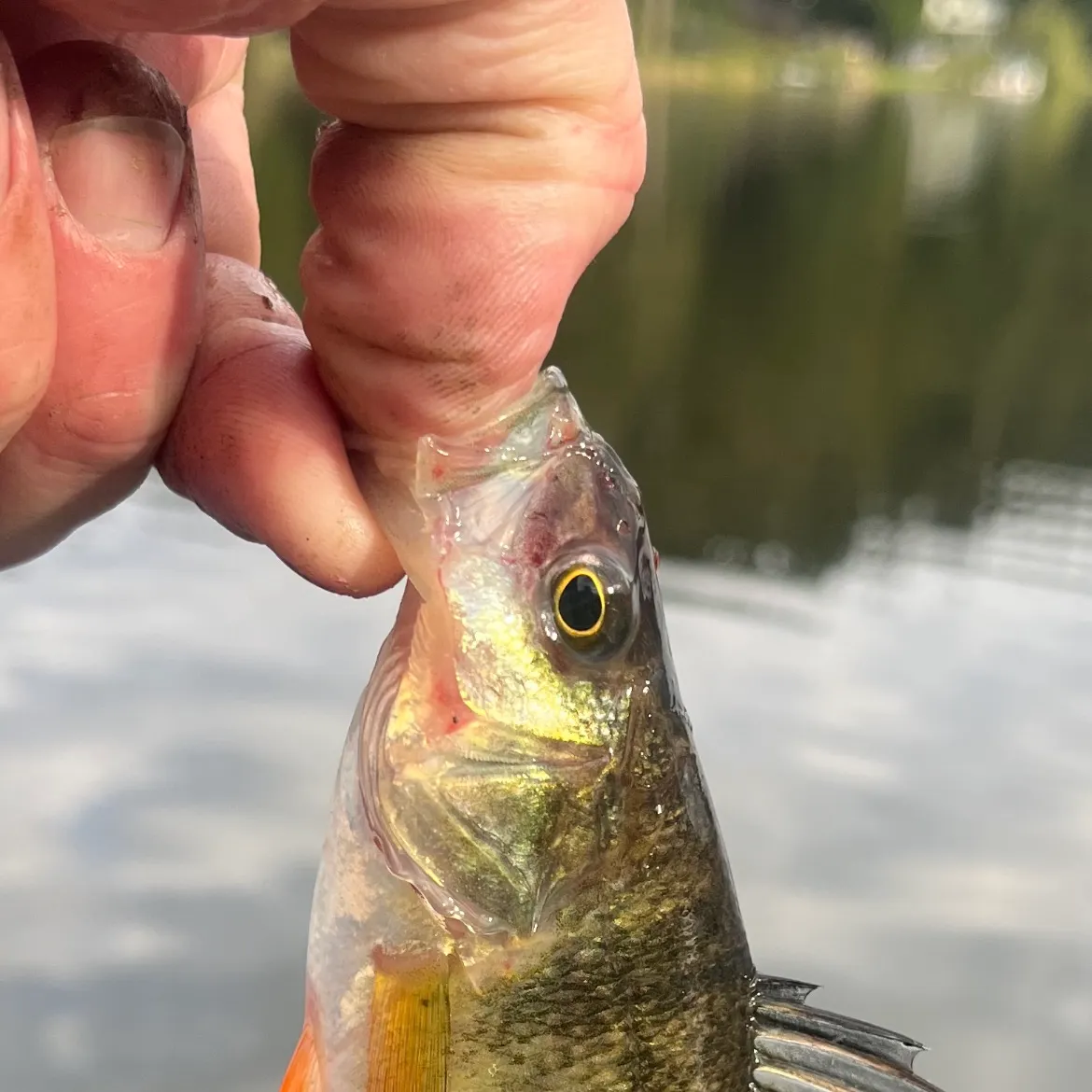 Yellow perch caught on Fishbrain