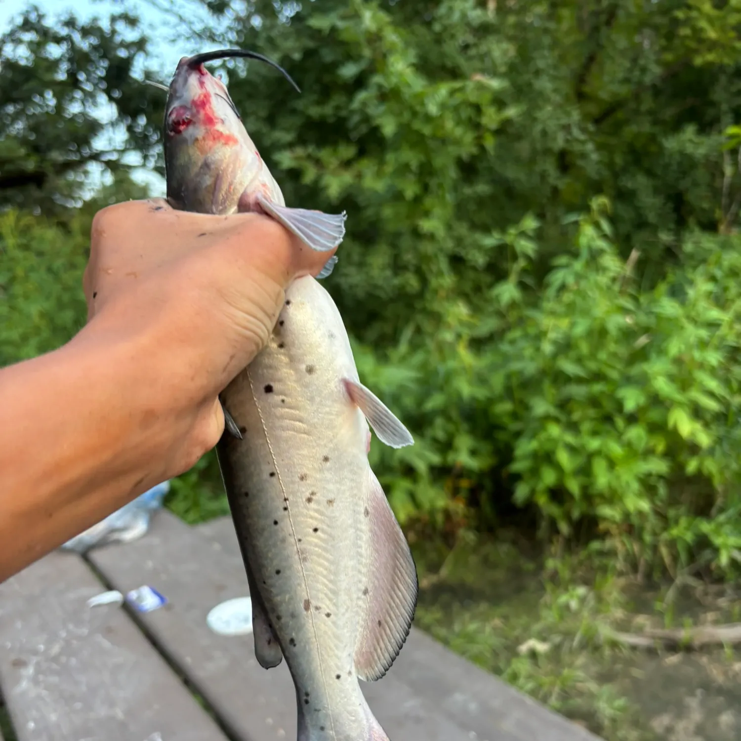 catch