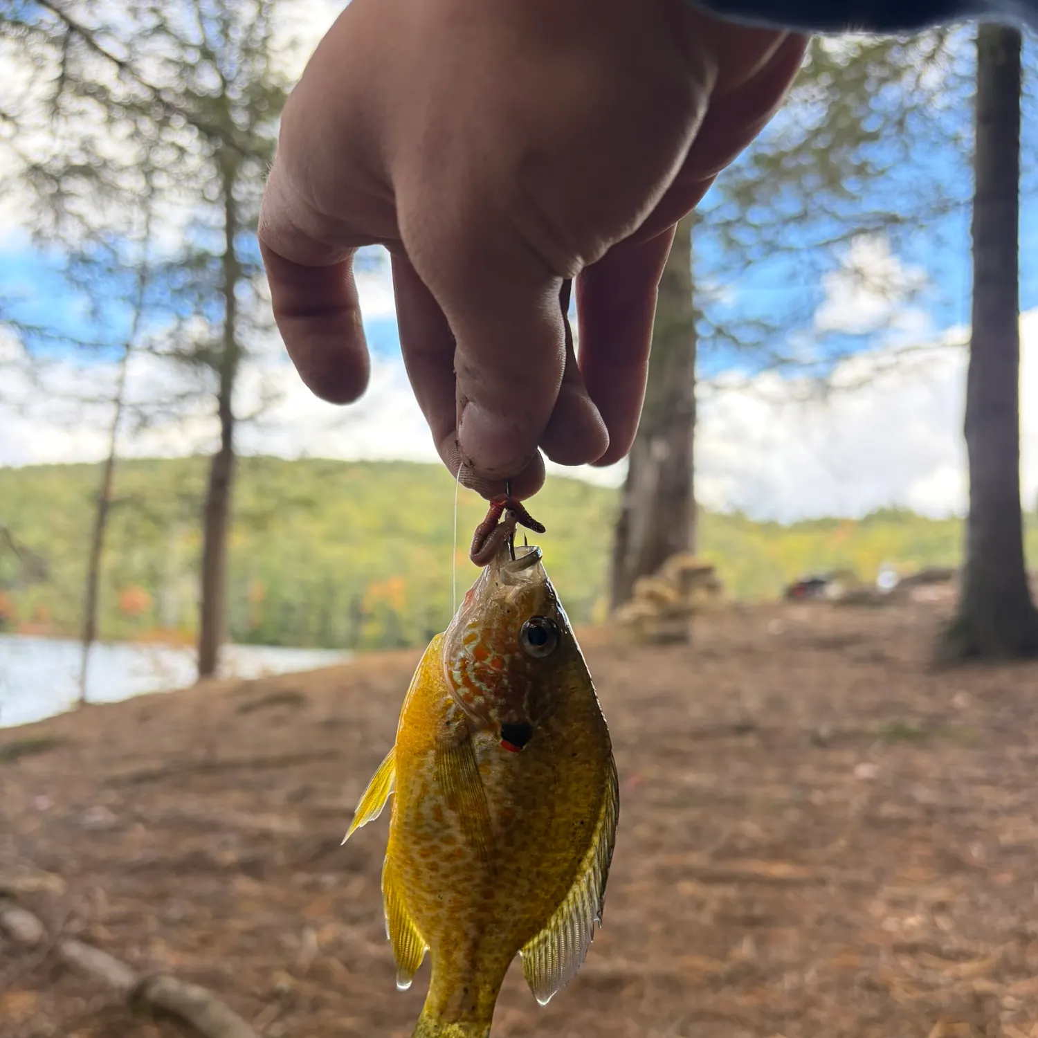 Pumpkinseed caught on Fishbrain