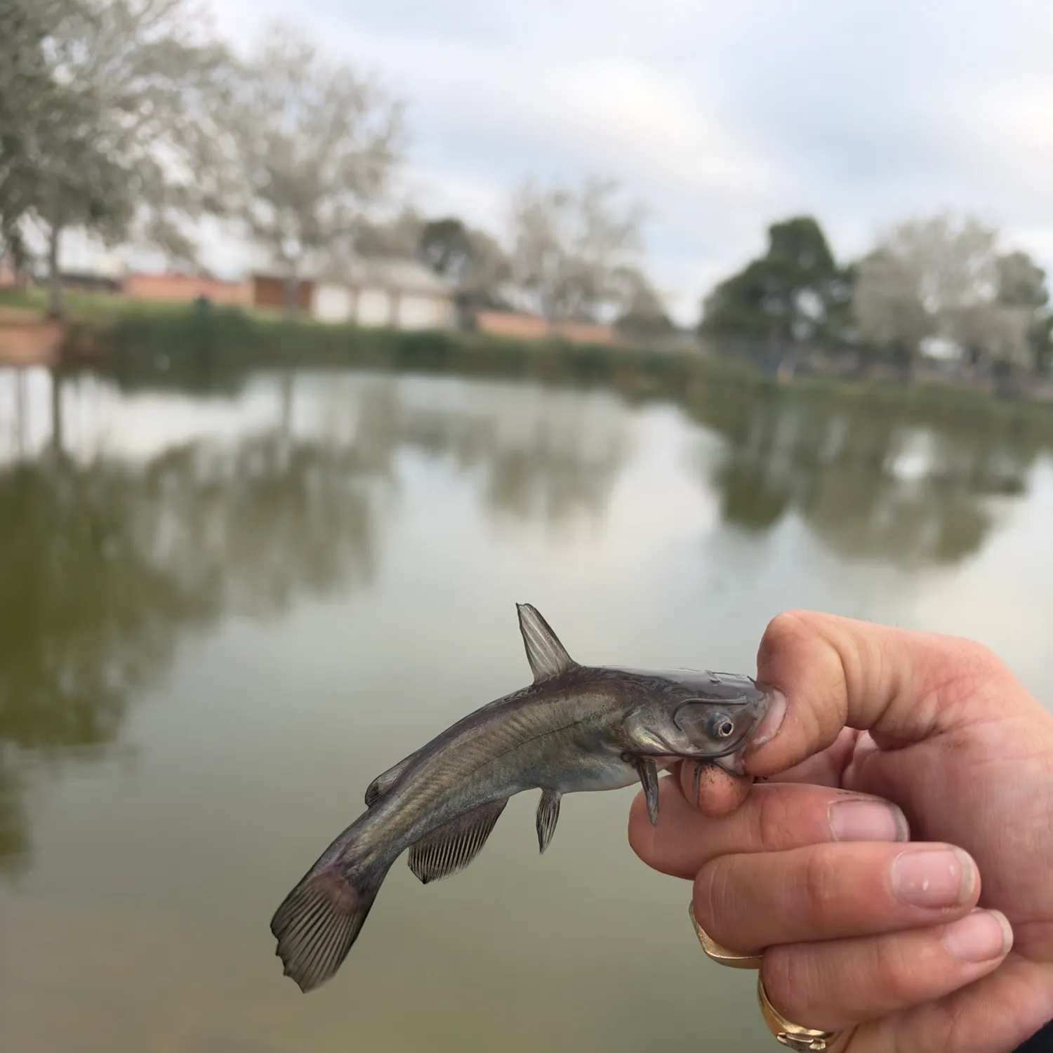 Black bullhead caught on Fishbrain