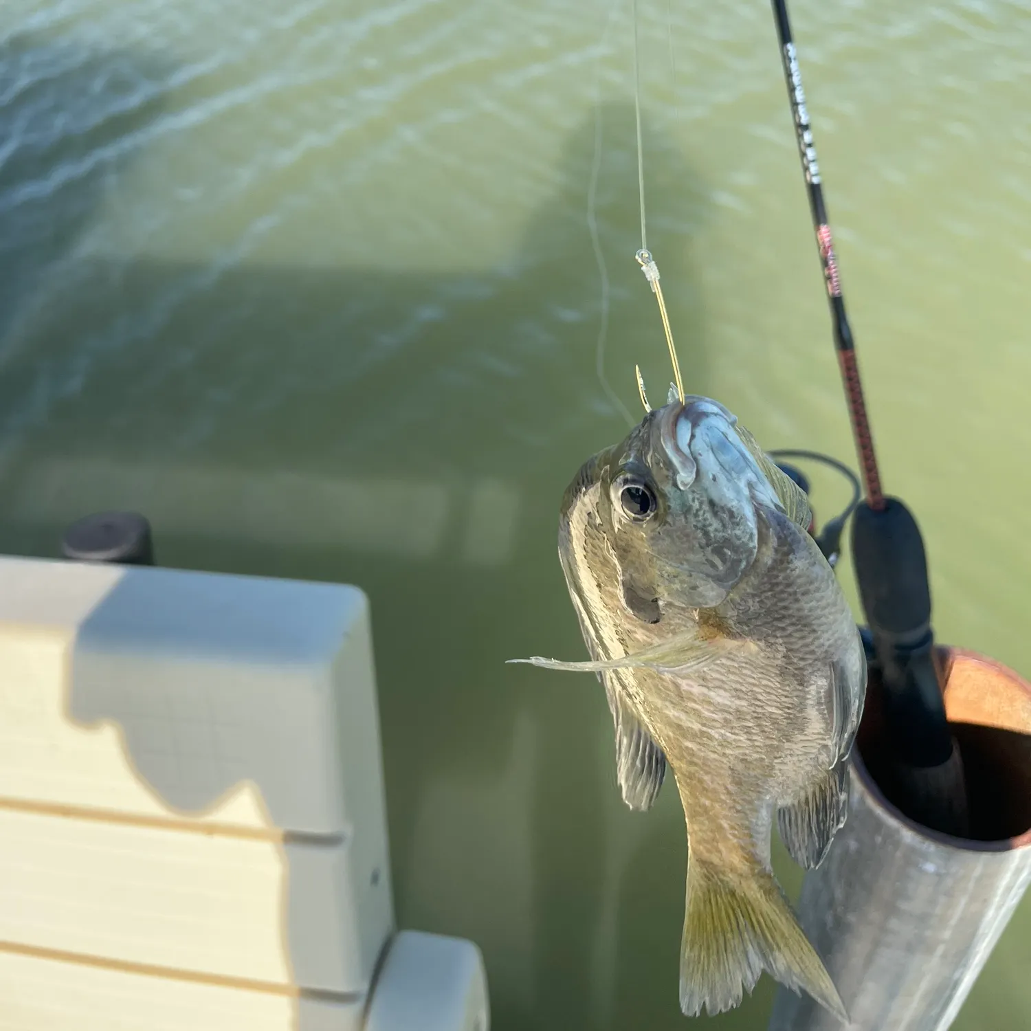 Bluegill caught on Fishbrain