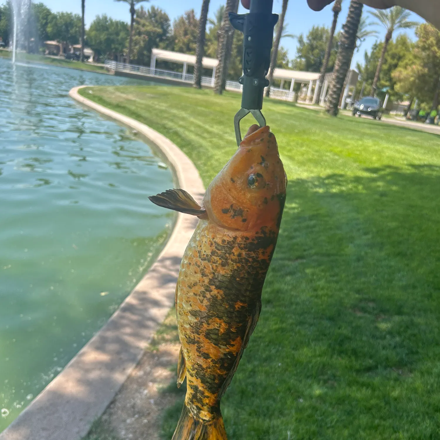 catch