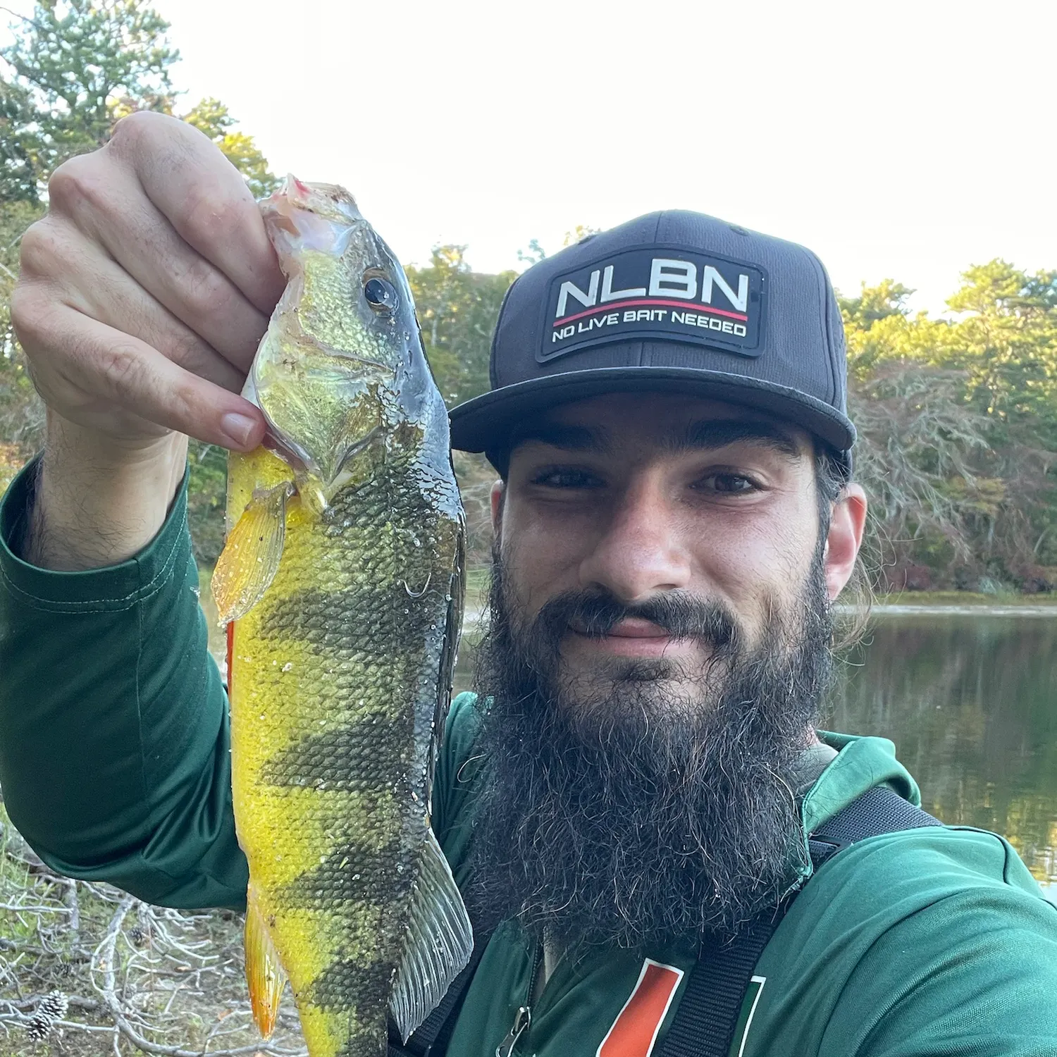 Yellow perch caught on Fishbrain