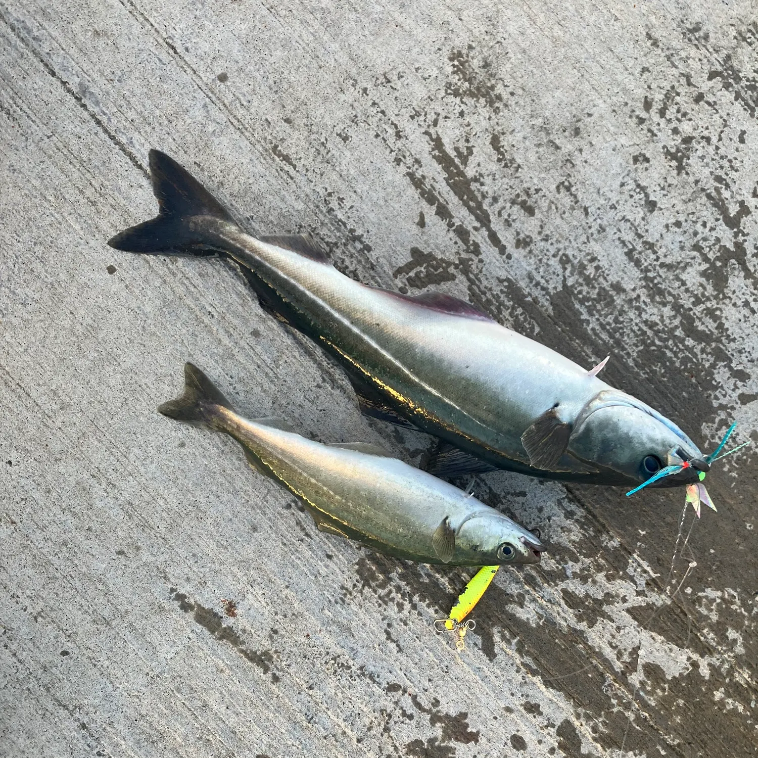 recently logged catches
