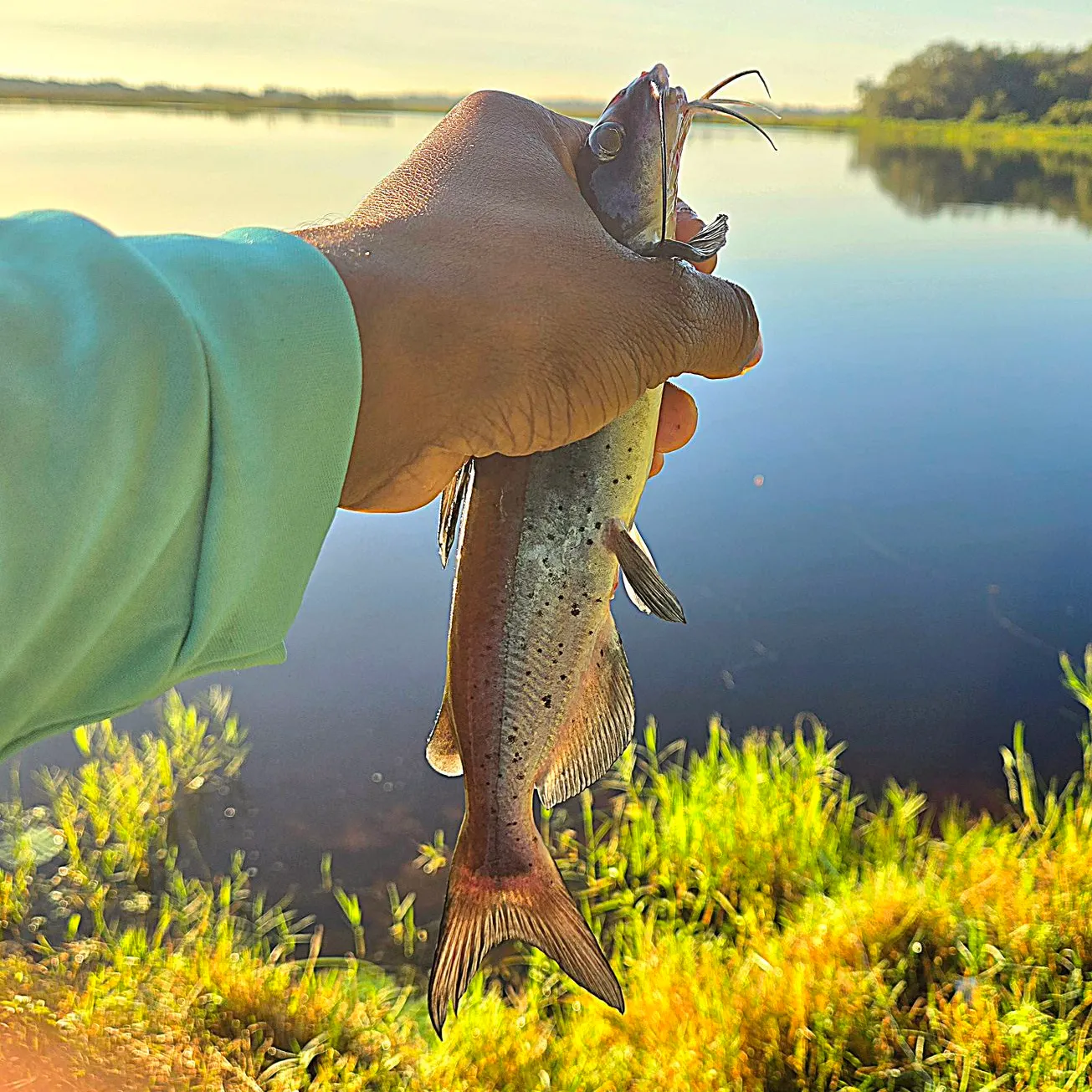 Channel catfish caught on Fishbrain