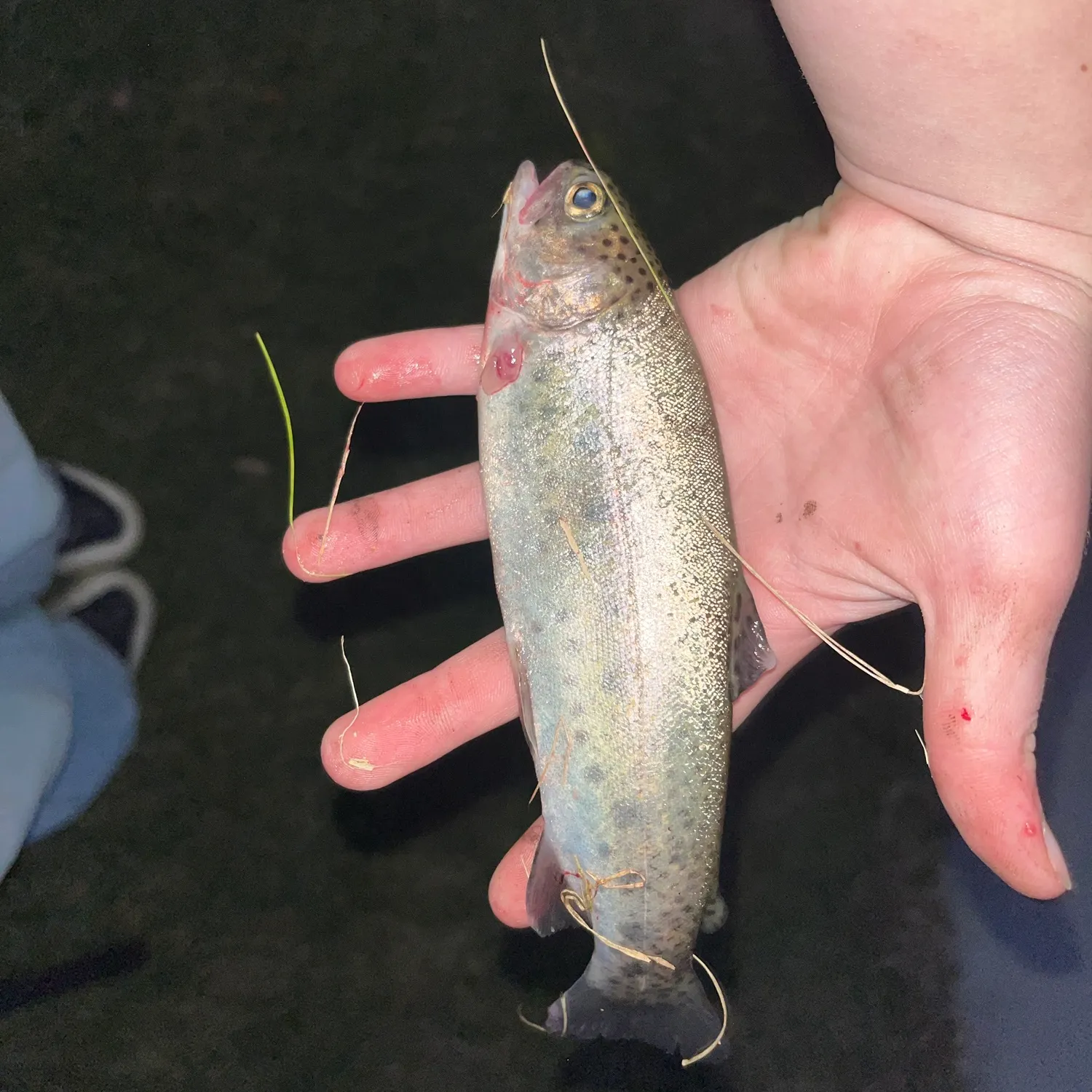 Rainbow trout caught on Fishbrain