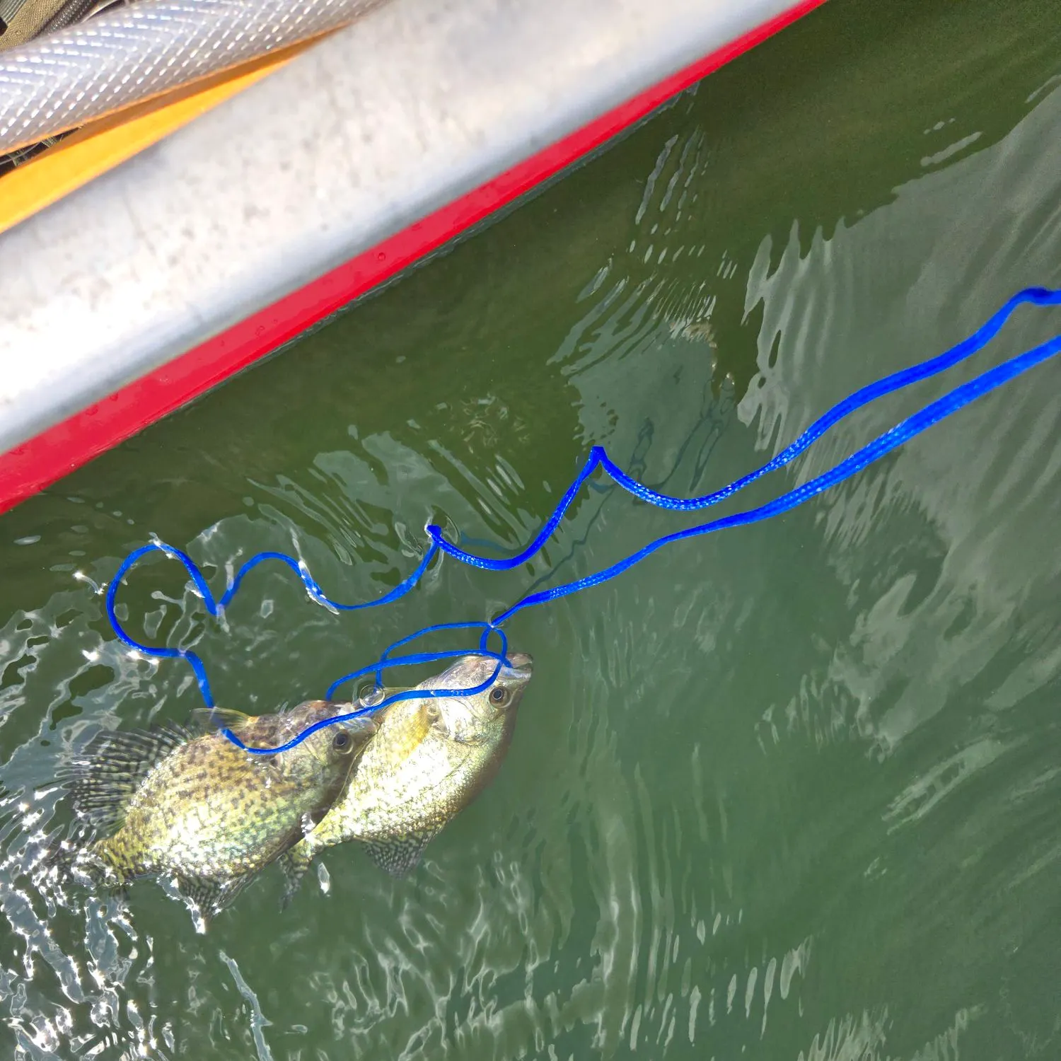 Black crappie caught on Fishbrain