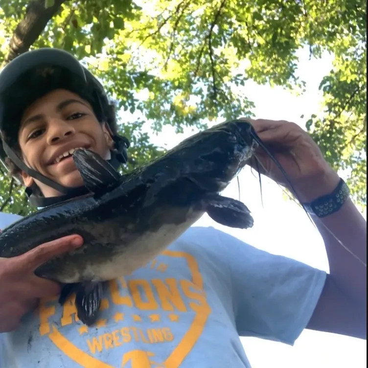 Channel catfish caught on Fishbrain