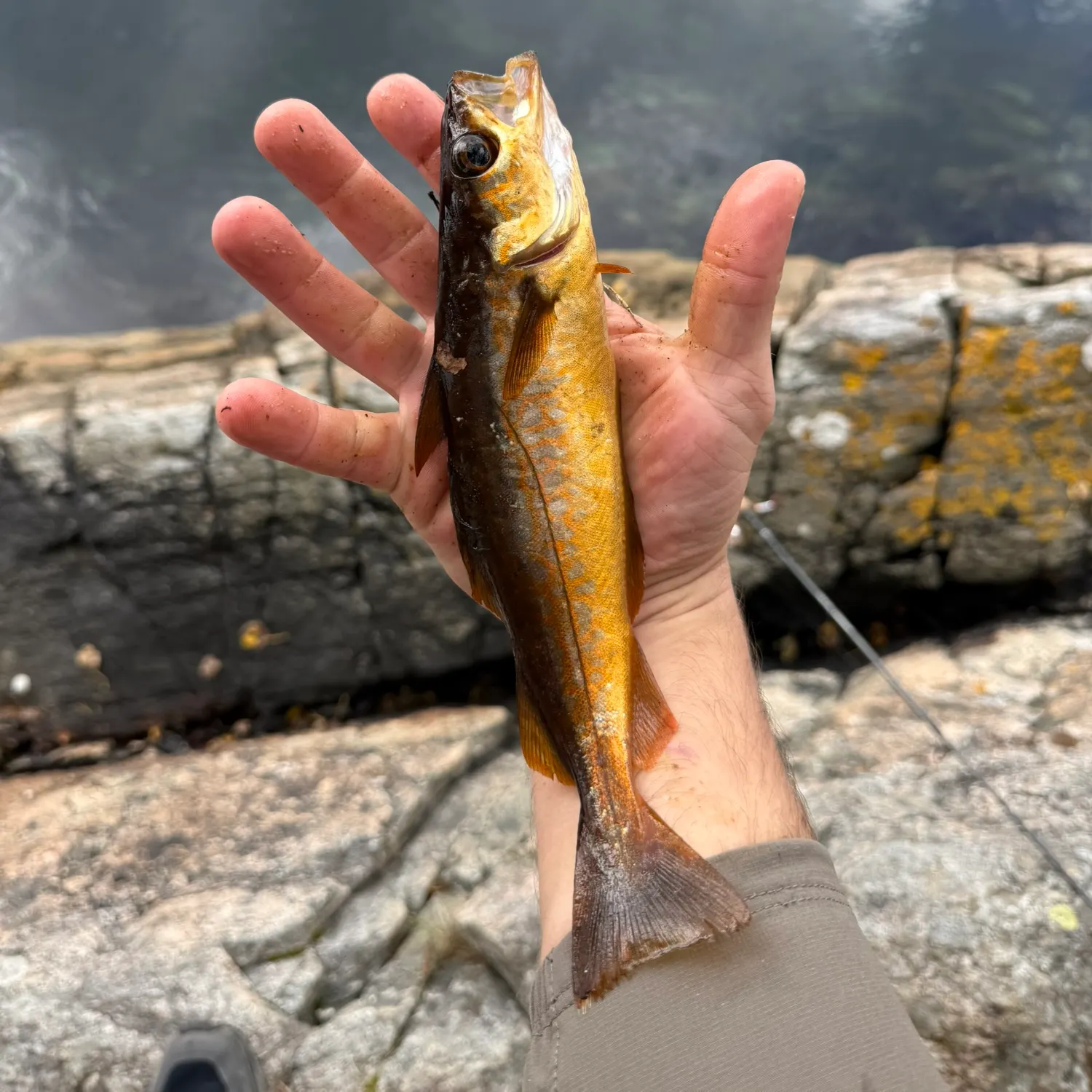 Pollack caught on Fishbrain