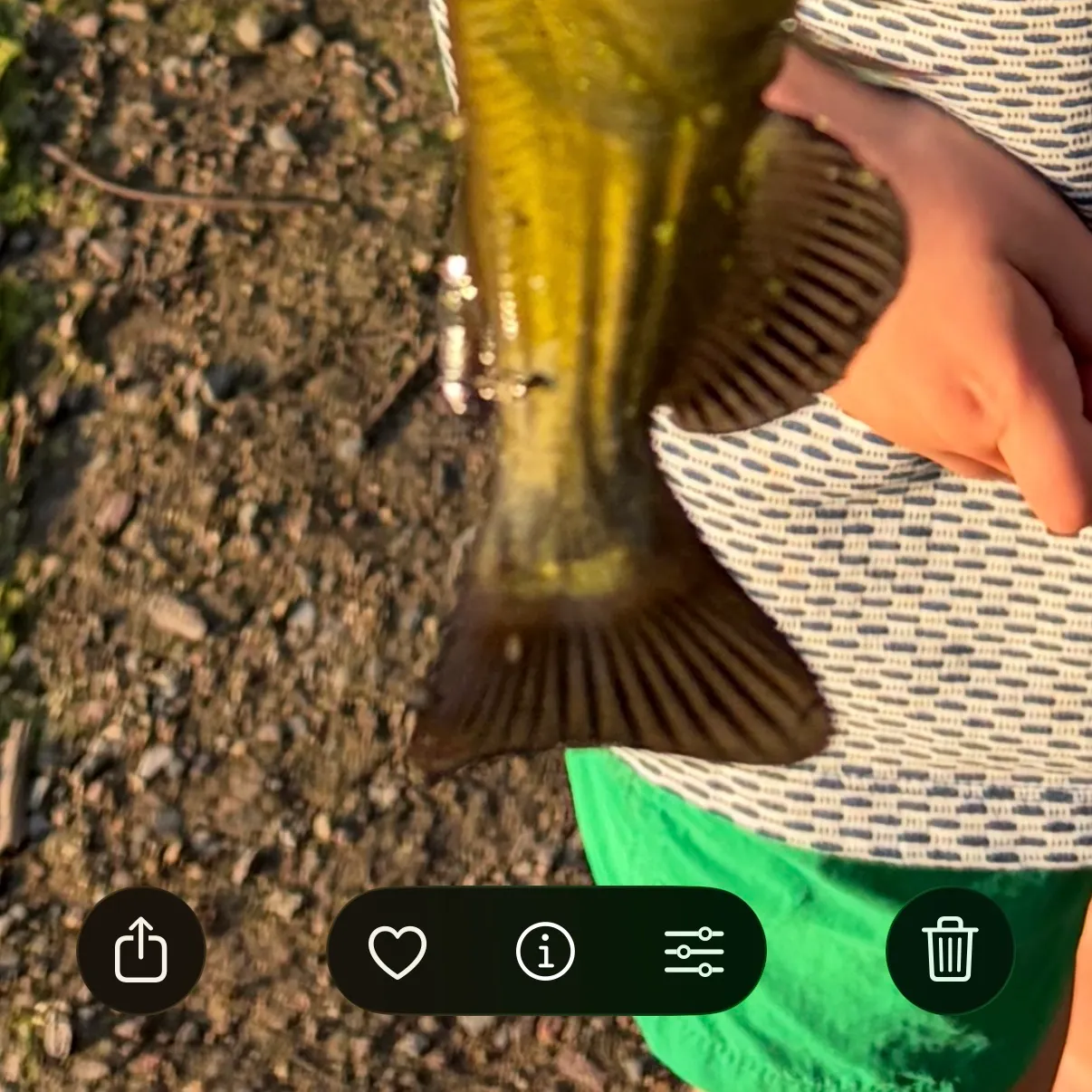 The most recent Brown bullhead catches on Fishbrain