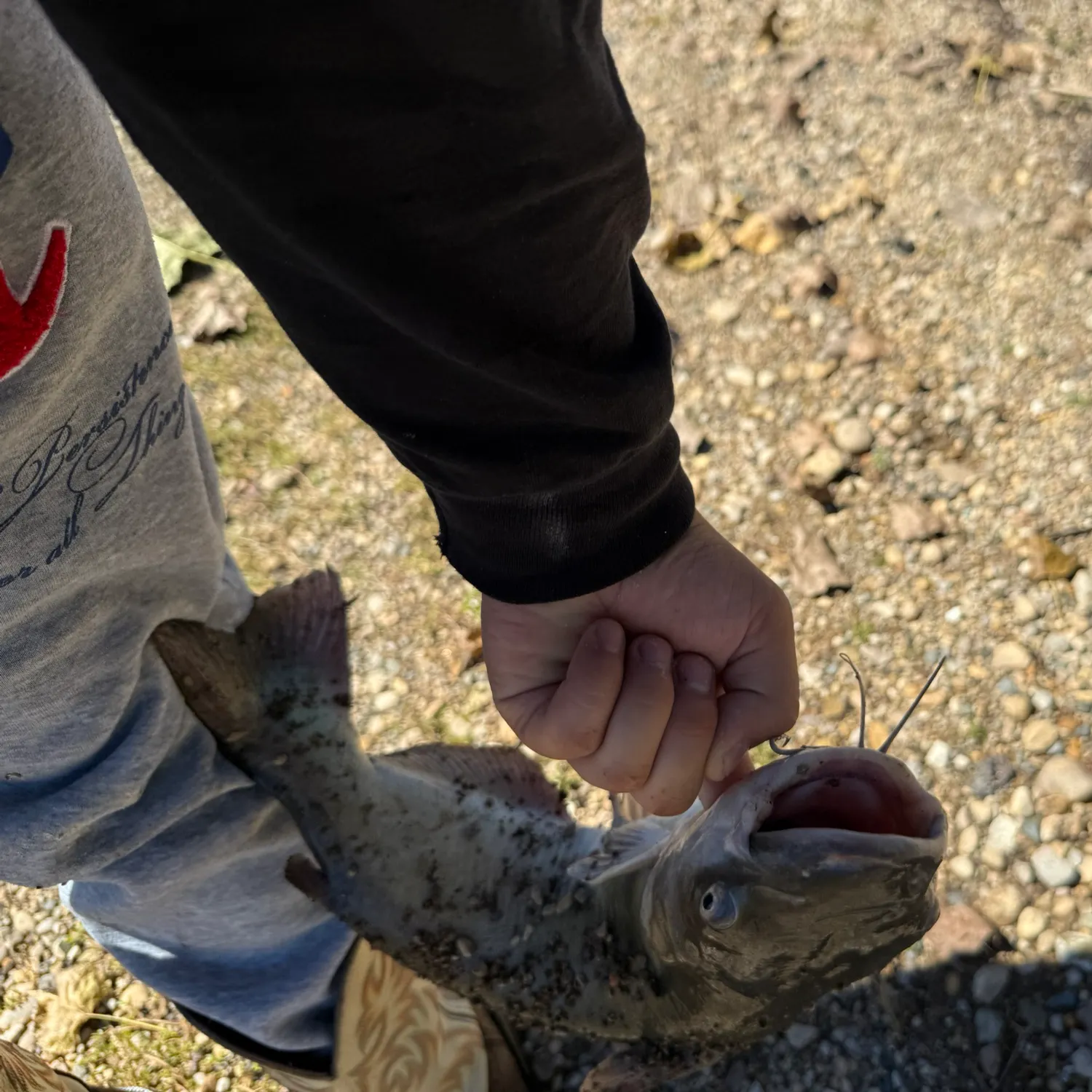 Channel catfish caught on Fishbrain