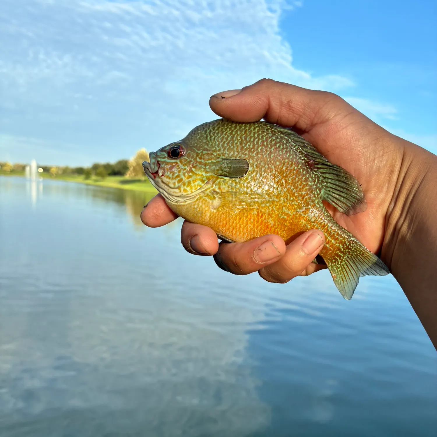 The most recent Longear sunfish catches on Fishbrain