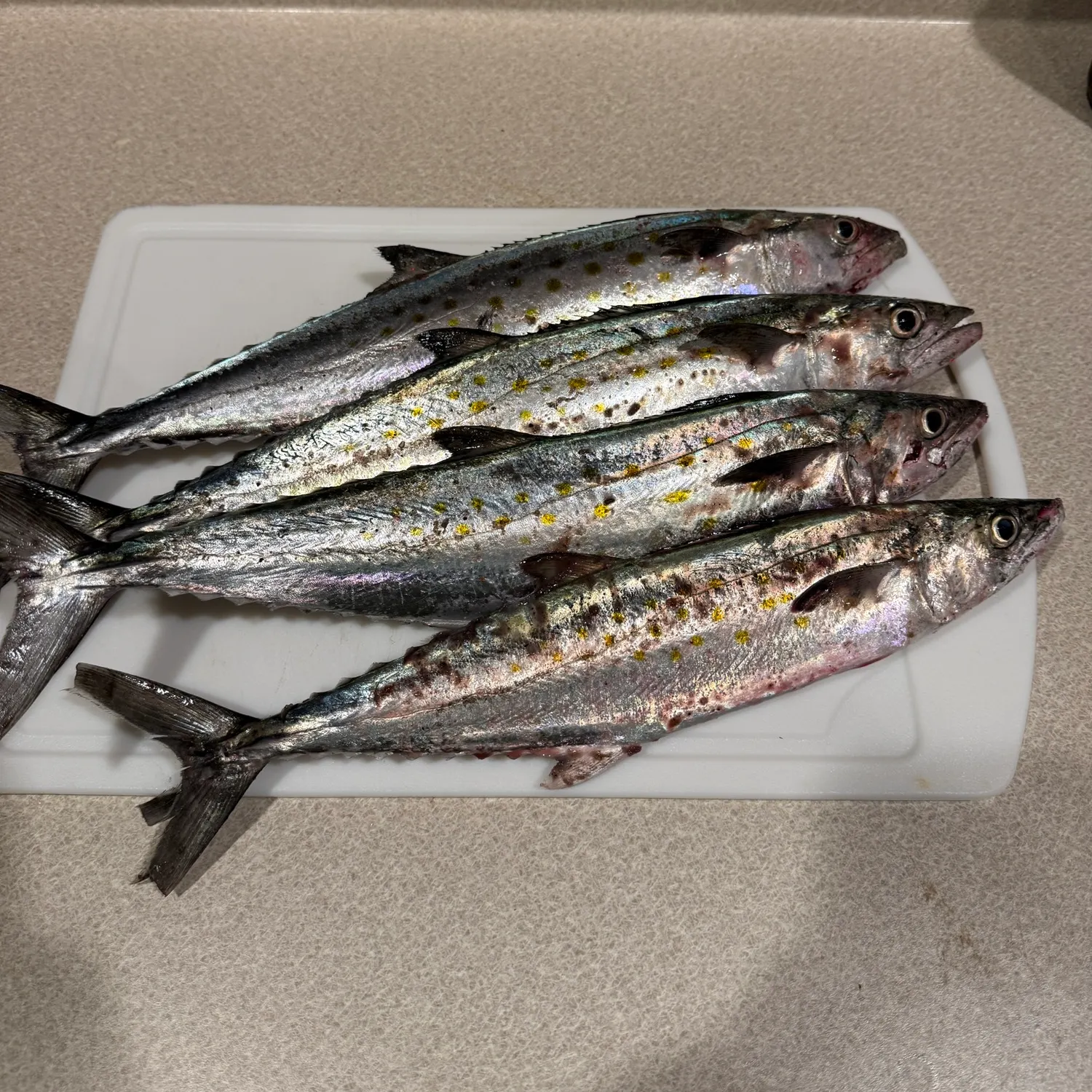 The most recent Spanish mackerel catches on Fishbrain