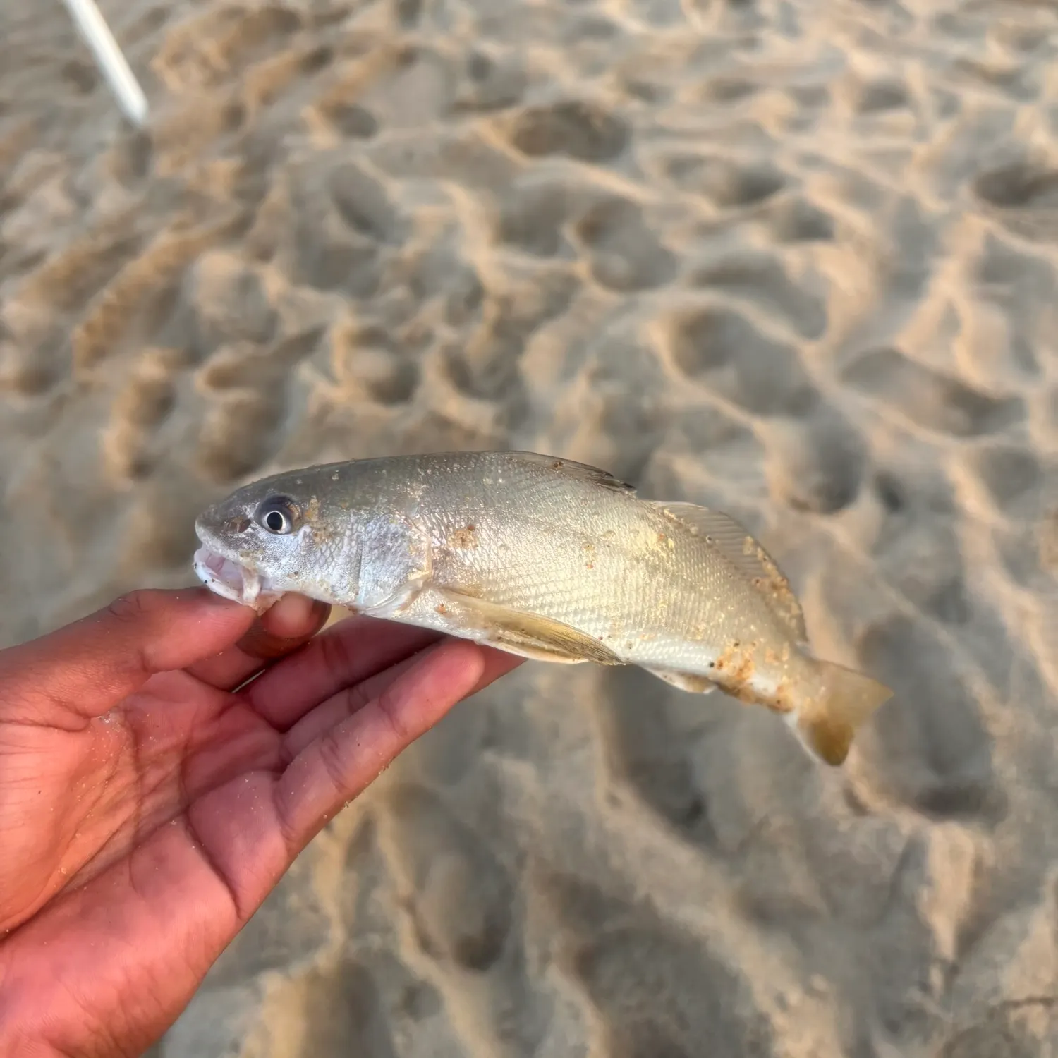 The most recent Gulf kingcroaker catches on Fishbrain