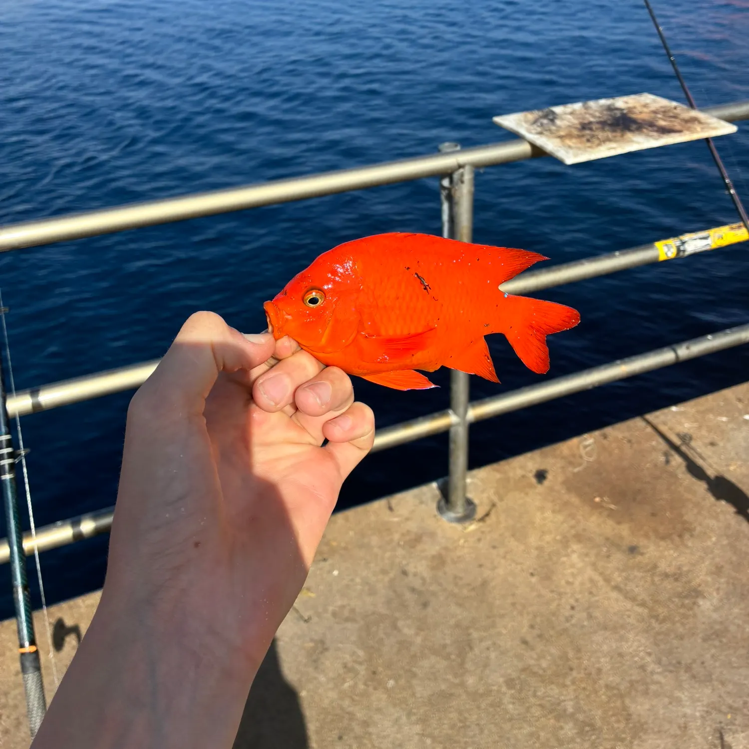 Garibaldi damselfish caught on Fishbrain