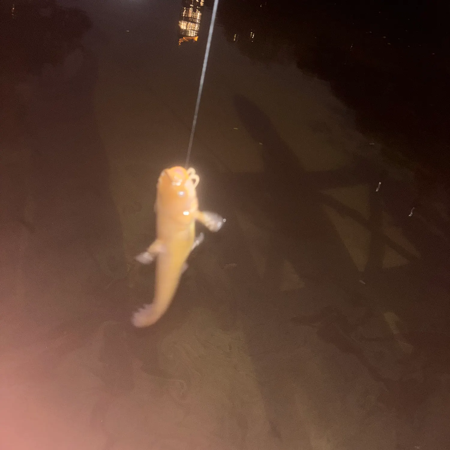 Yellow bullhead caught on Fishbrain