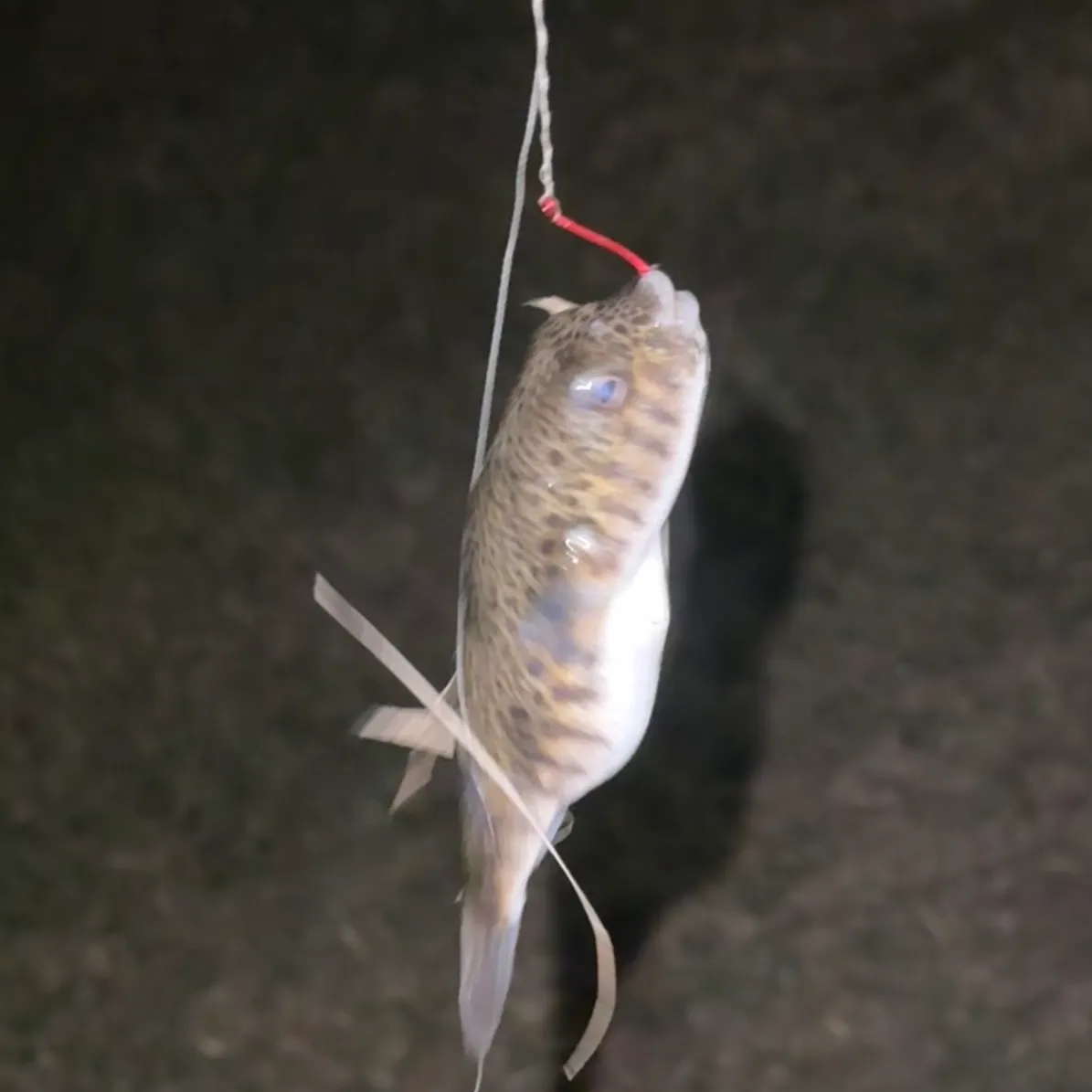 The most recent Panther puffer catches on Fishbrain