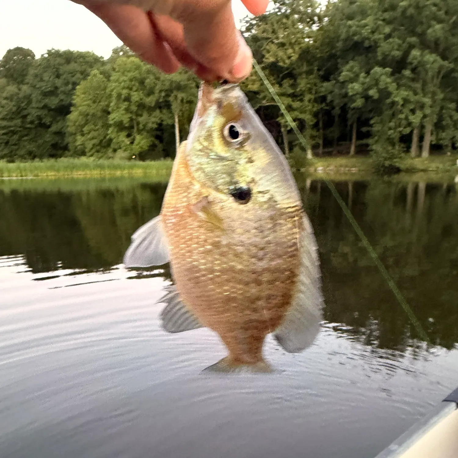 Bluegill caught on Fishbrain