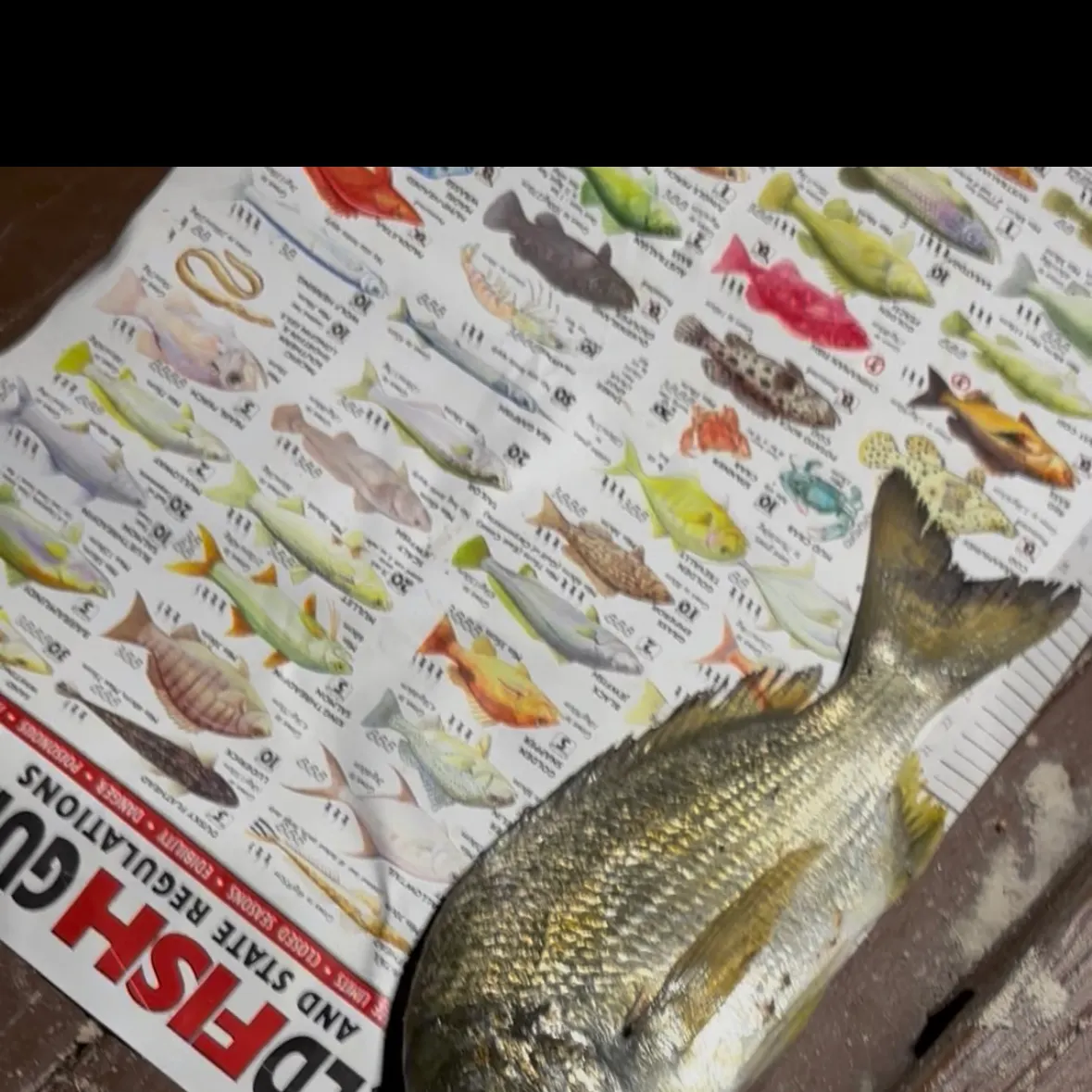 The most recent Surf bream catches on Fishbrain