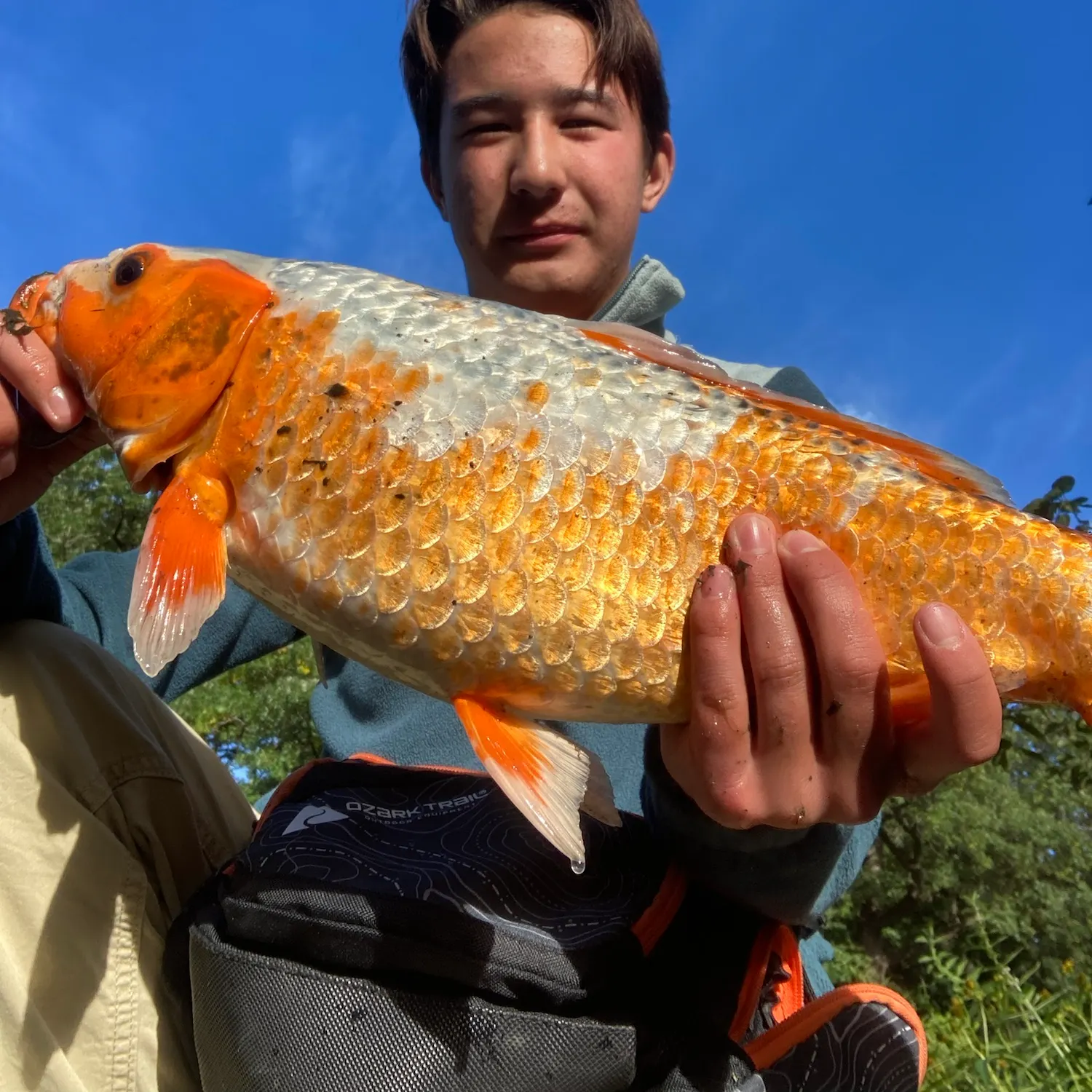 Koi carp caught on Fishbrain