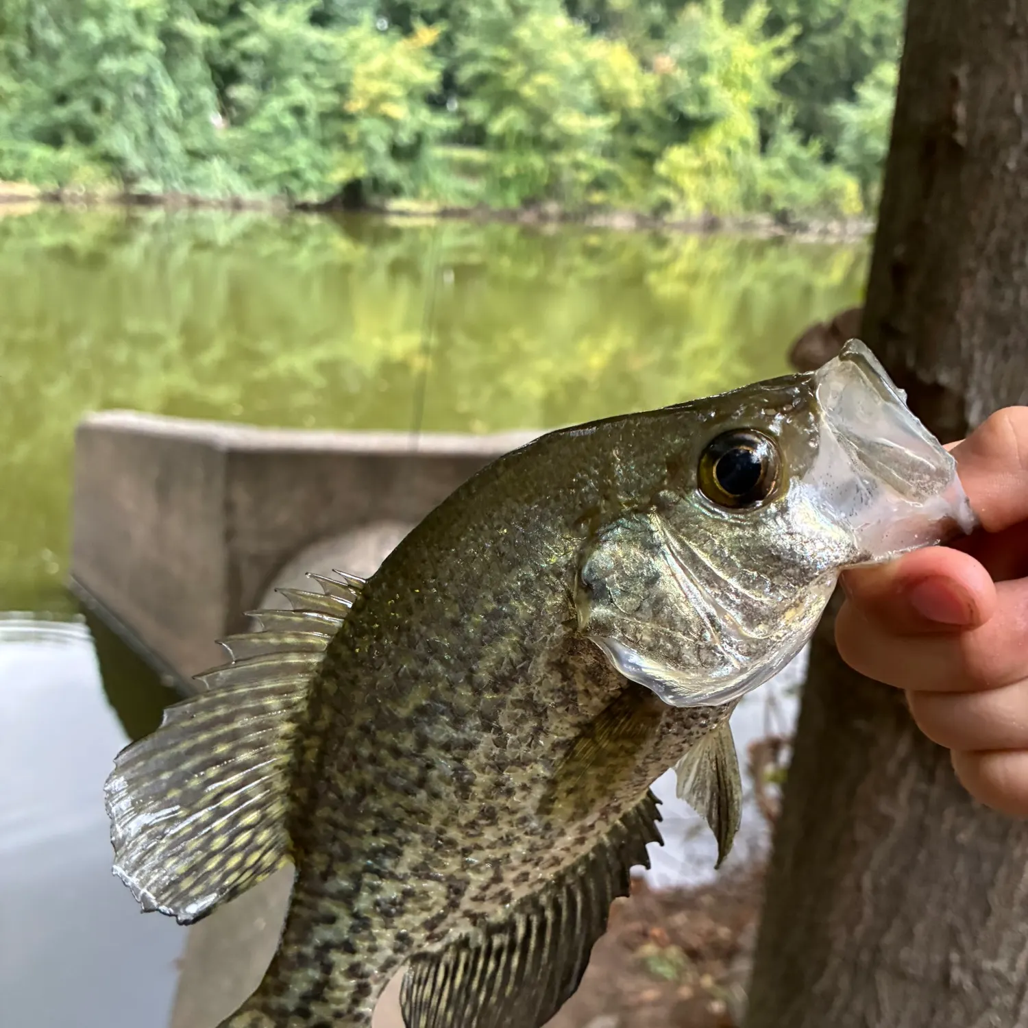 White crappie caught on Fishbrain