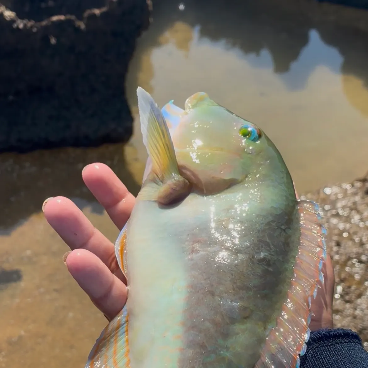 Blue-barred parrotfish caught on Fishbrain
