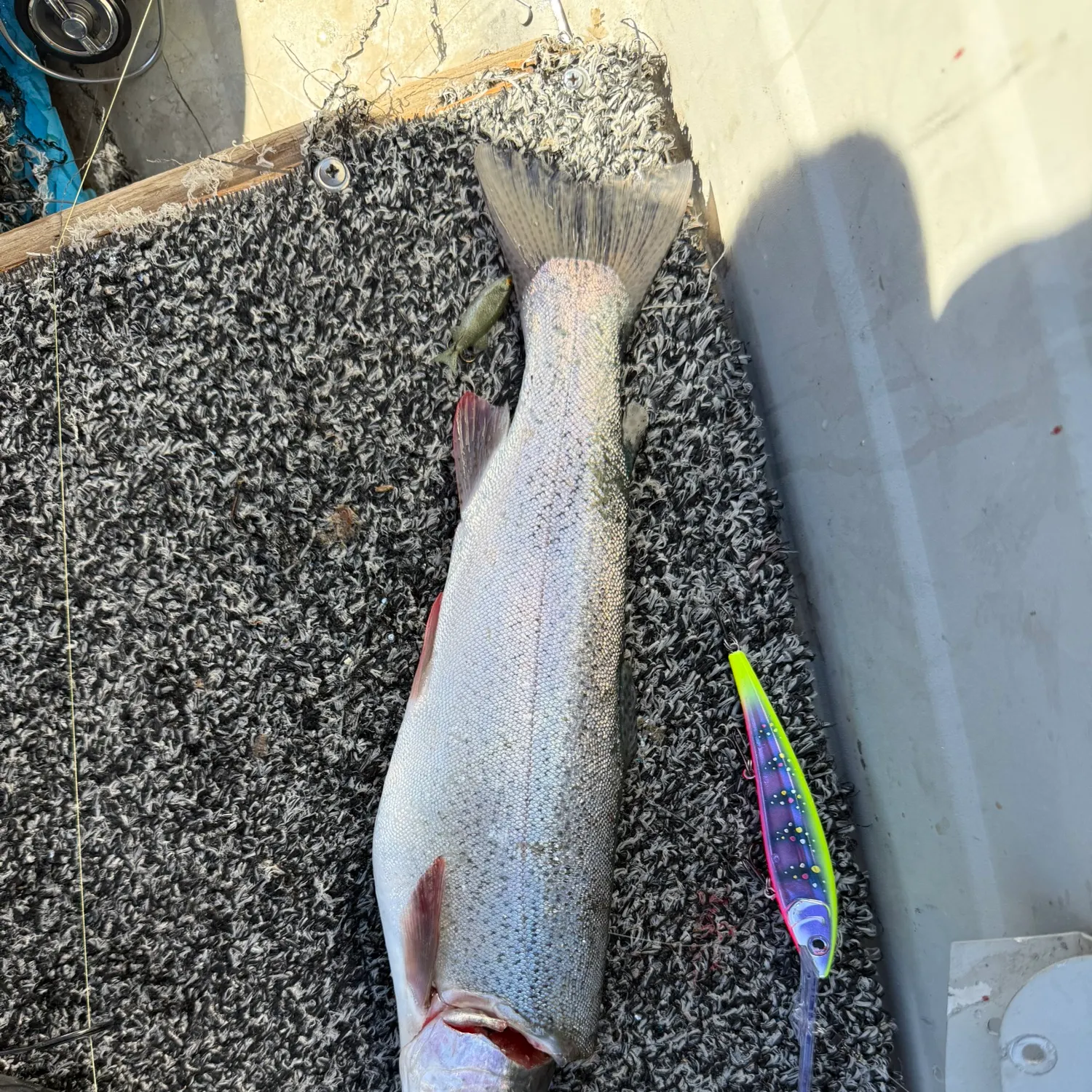 Rainbow trout caught on Fishbrain