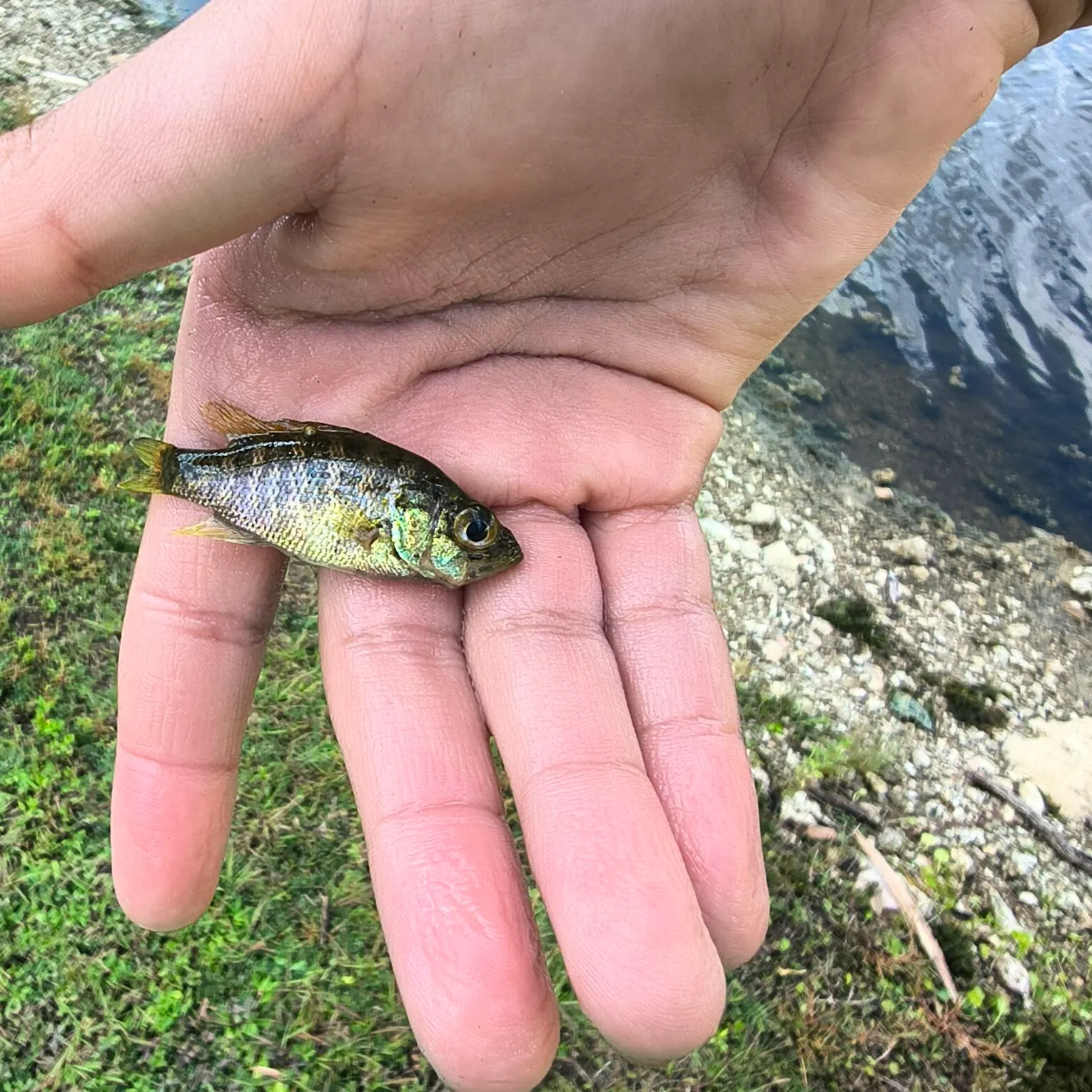 Bluegill caught on Fishbrain