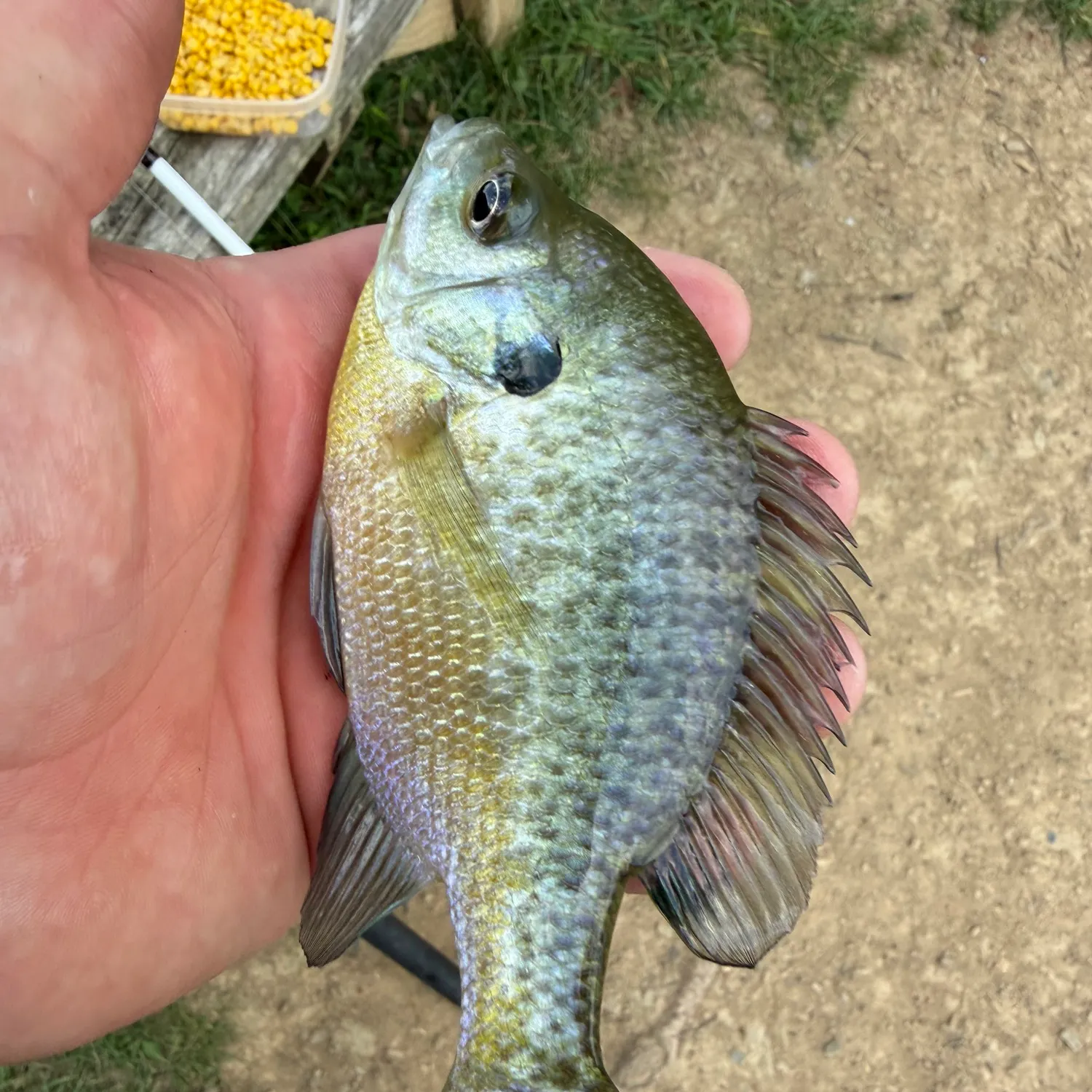 Bluegill caught on Fishbrain