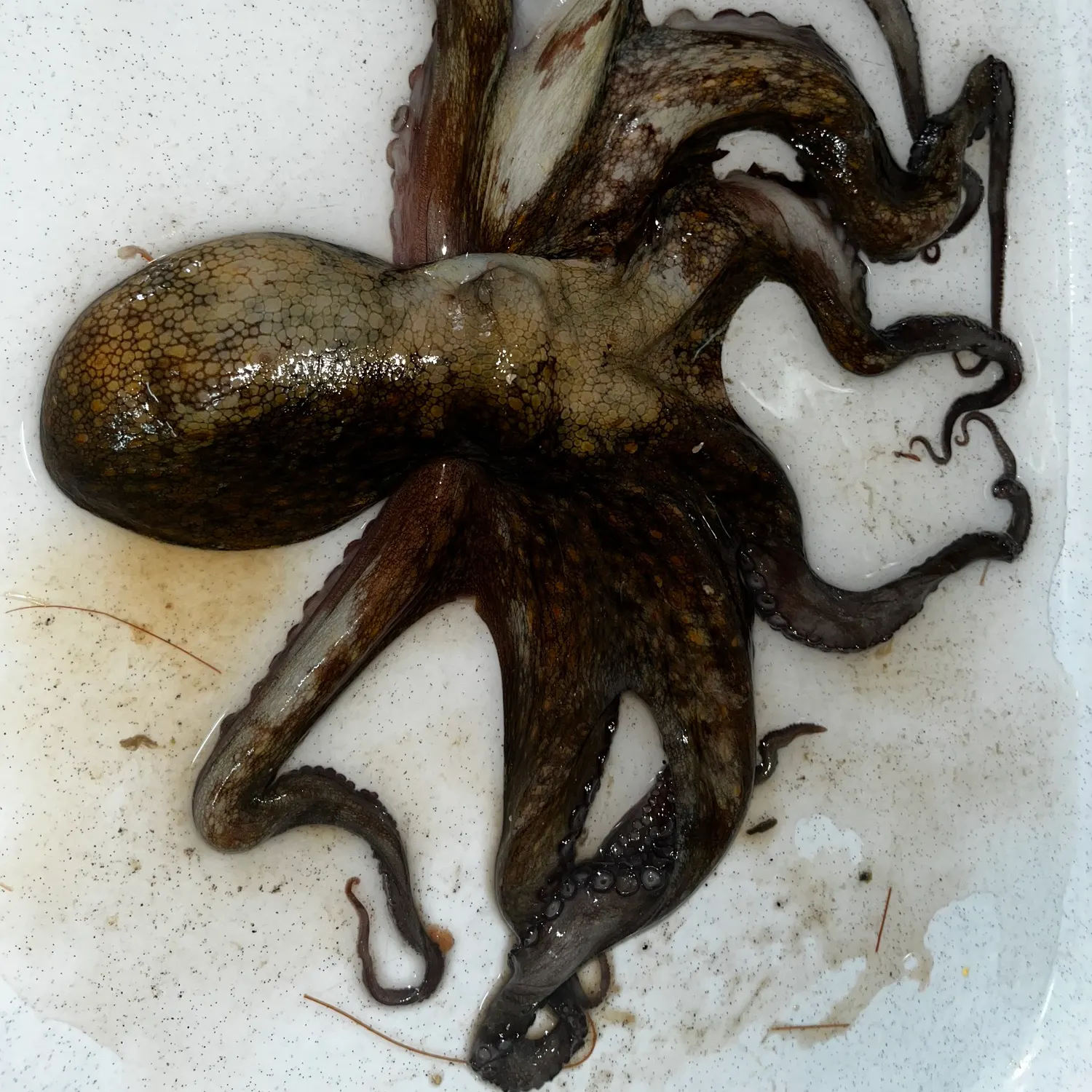 The most recent Southern calamari catches on Fishbrain