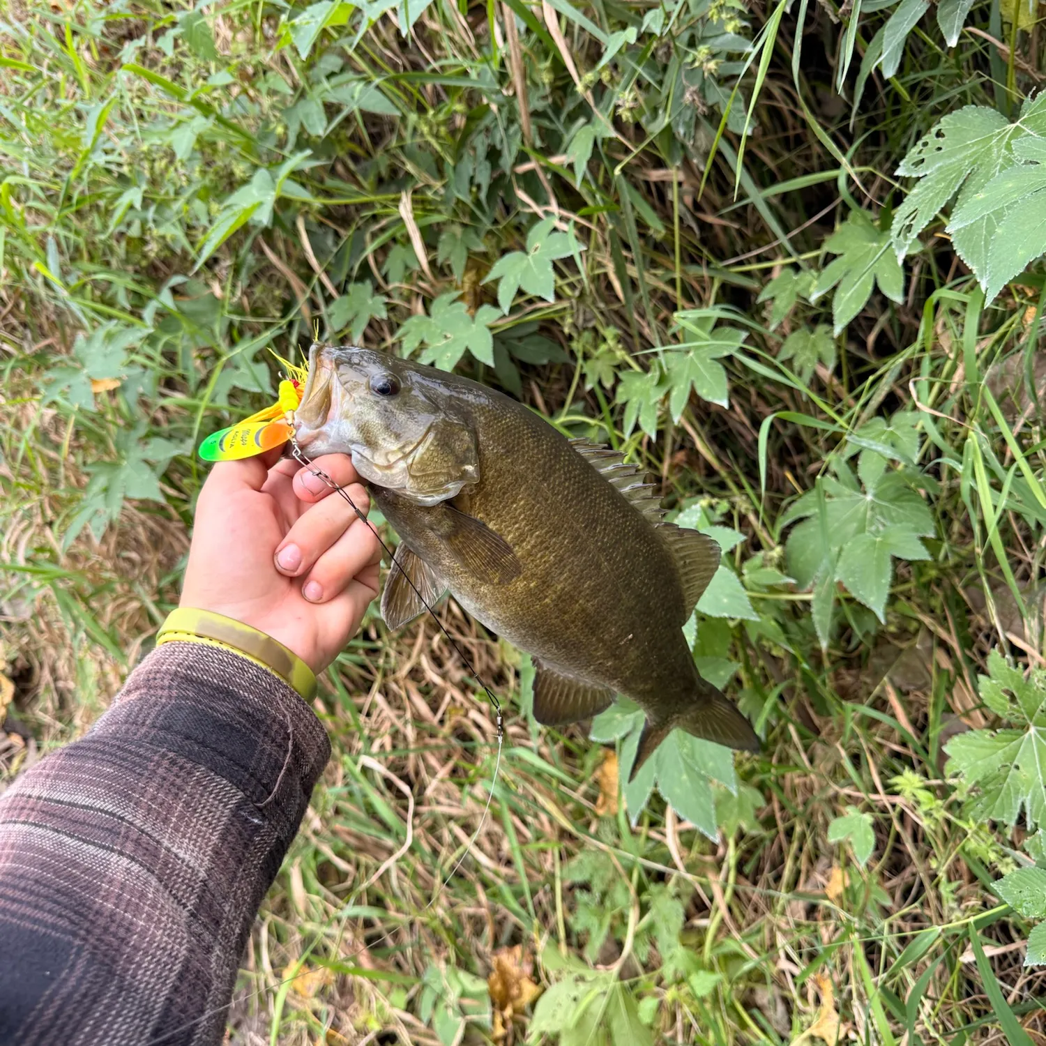 Smallmouth bass caught on Fishbrain
