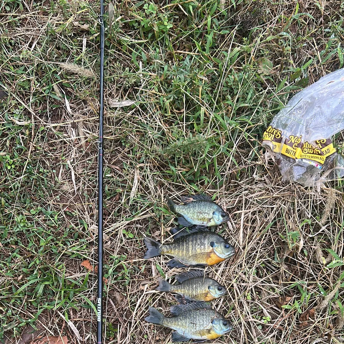 Bluegill caught on Fishbrain
