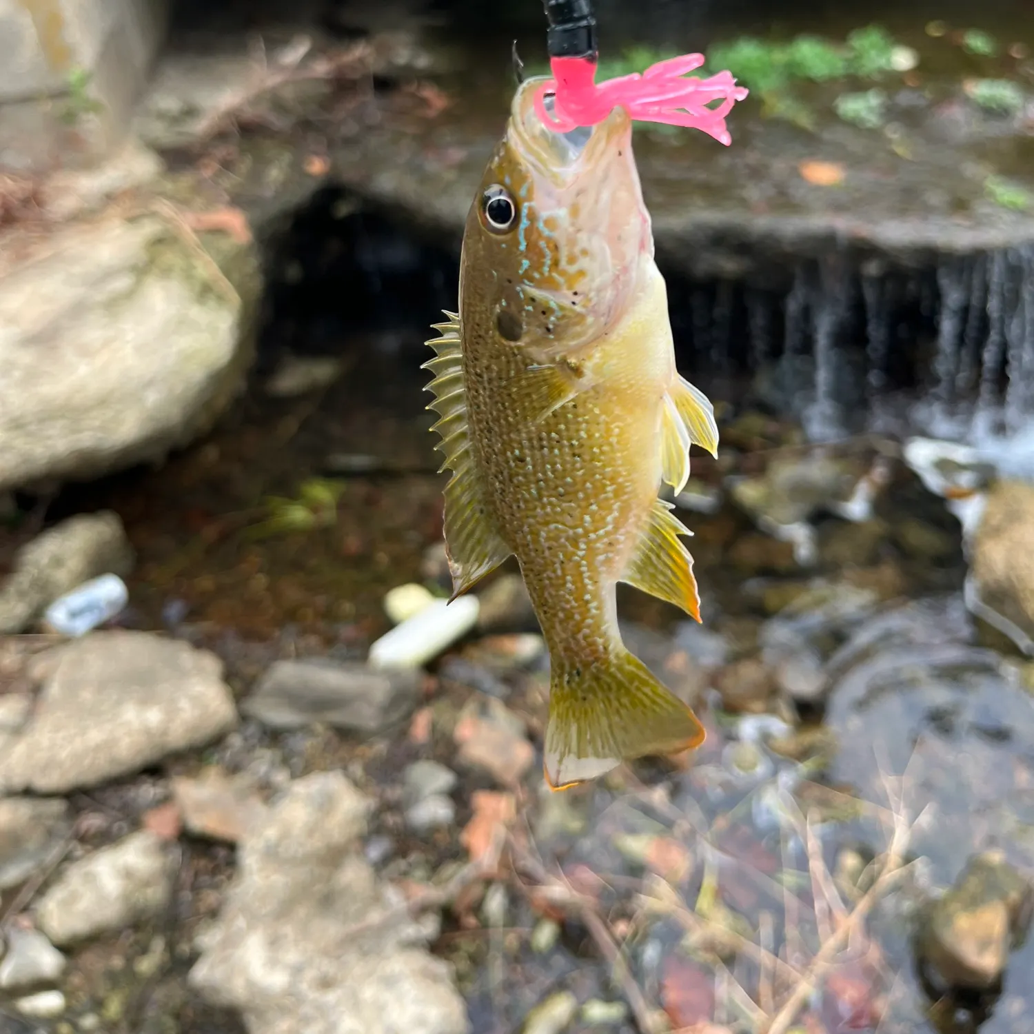 Green sunfish caught on Fishbrain