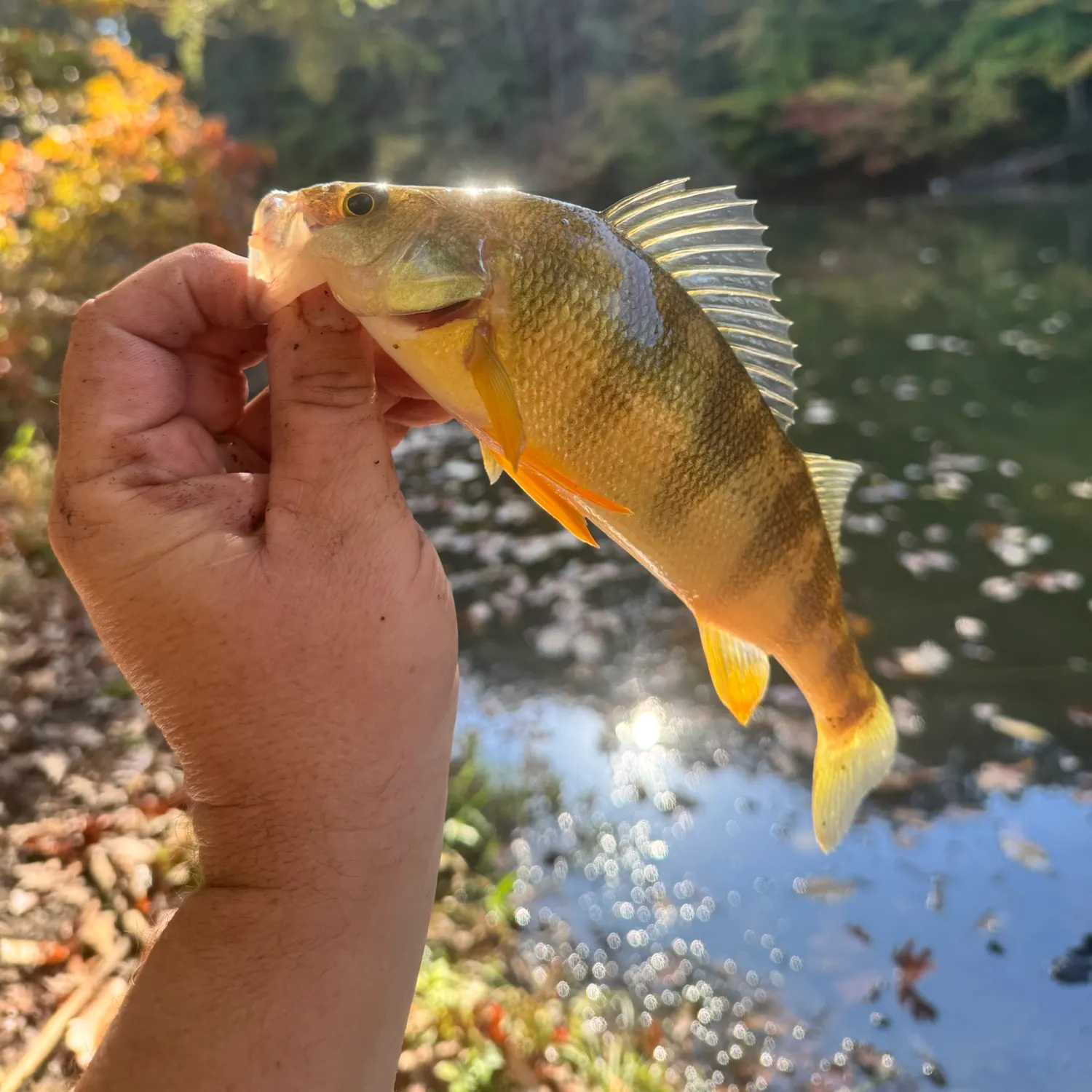 Yellow perch caught on Fishbrain