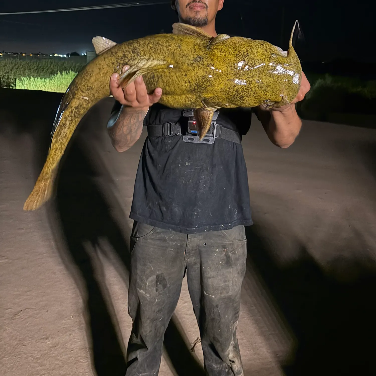 Flathead catfish caught on Fishbrain