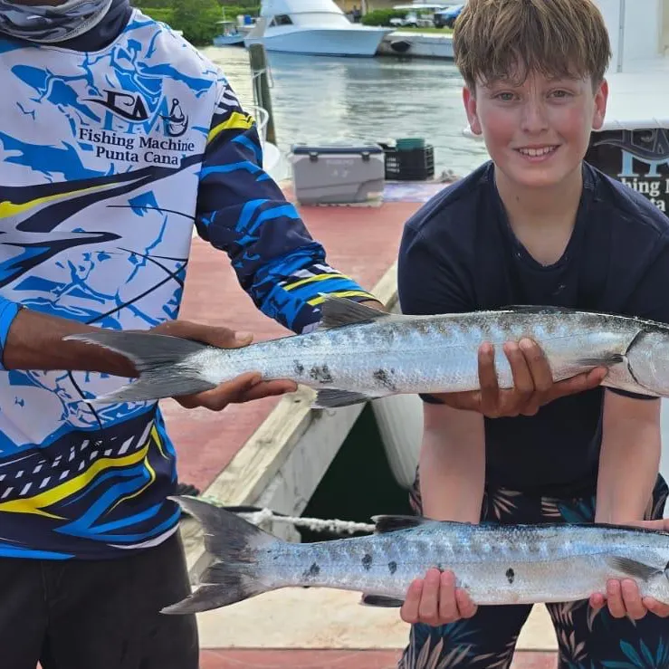 The most recent Pickhandle barracuda catches on Fishbrain