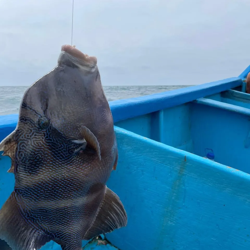 The most recent Grey triggerfish catches on Fishbrain