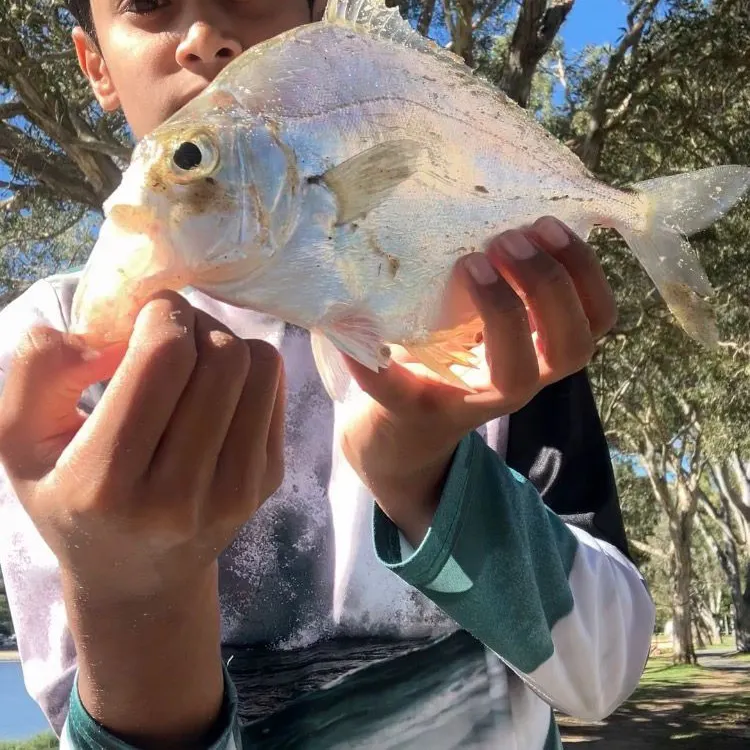 The most recent Common ponyfish catches on Fishbrain